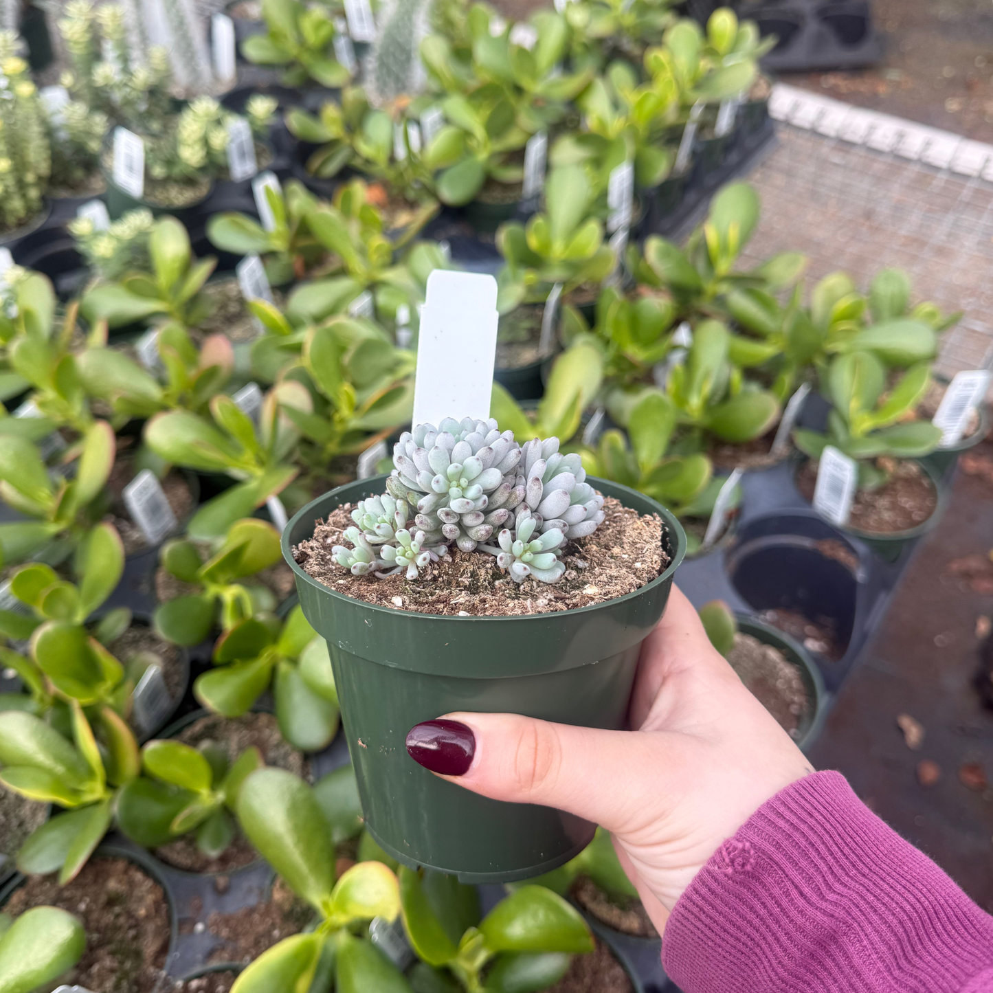 Graptopetalum pachphylum