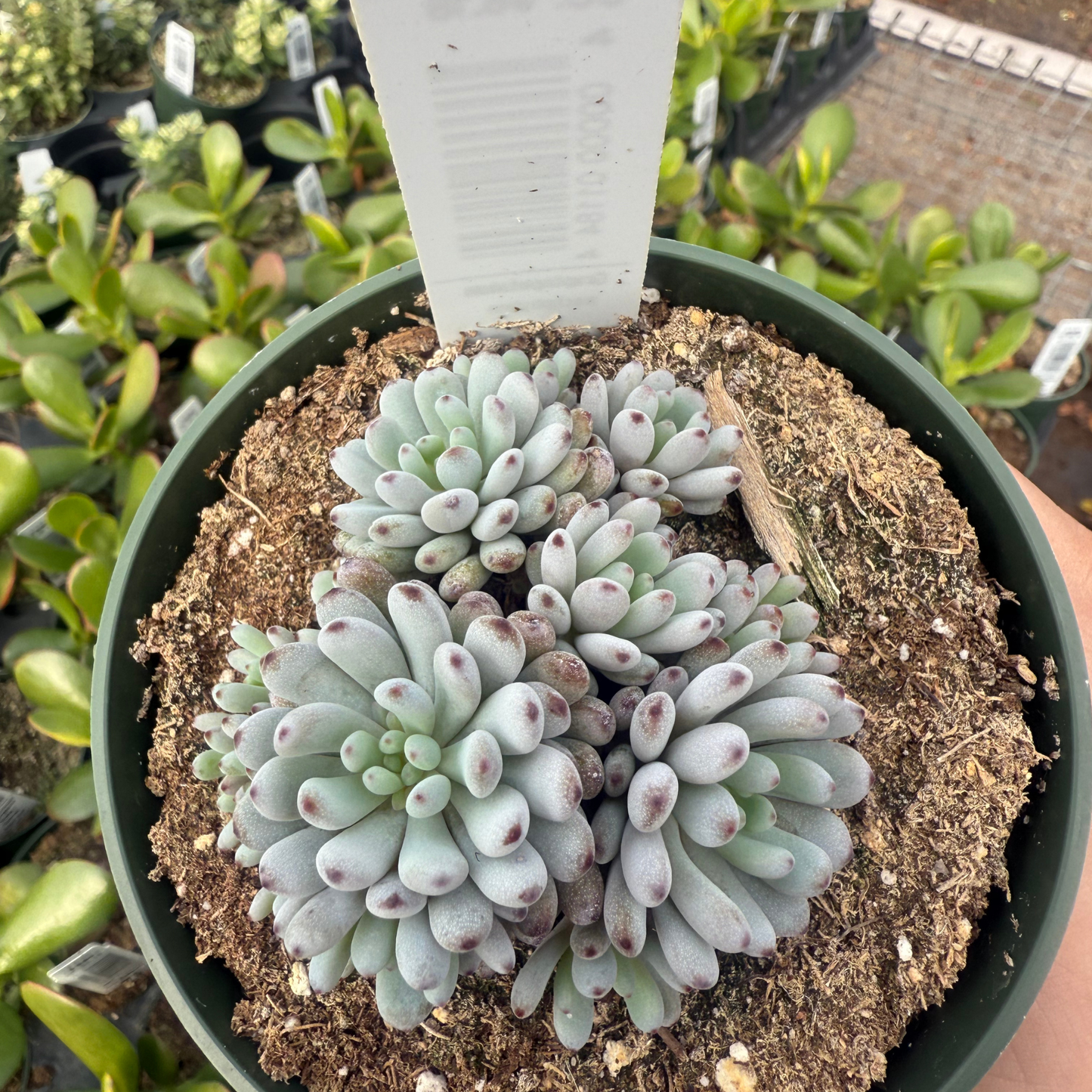 Graptopetalum pachphylum