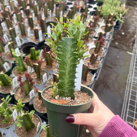 Euphorbia trigona