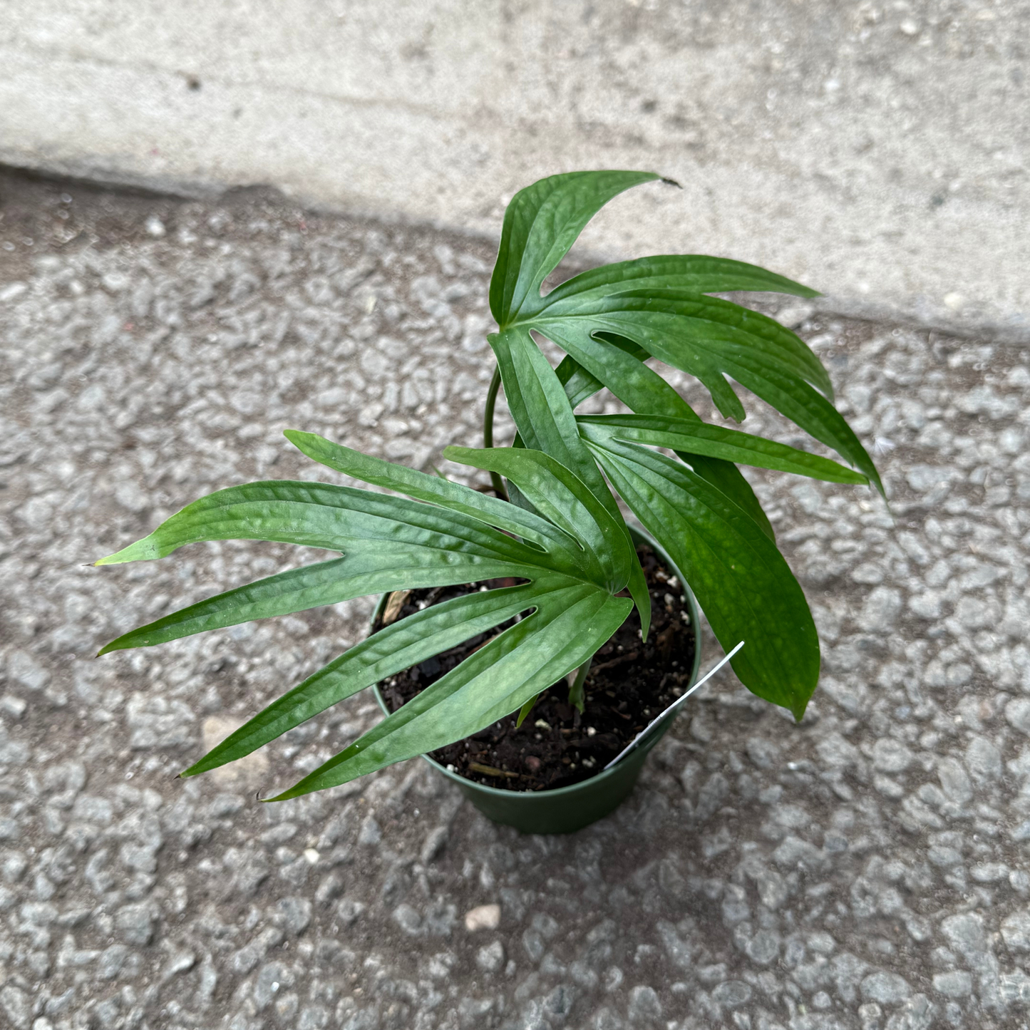 Amydrium zippelianum ‘Spiderman’