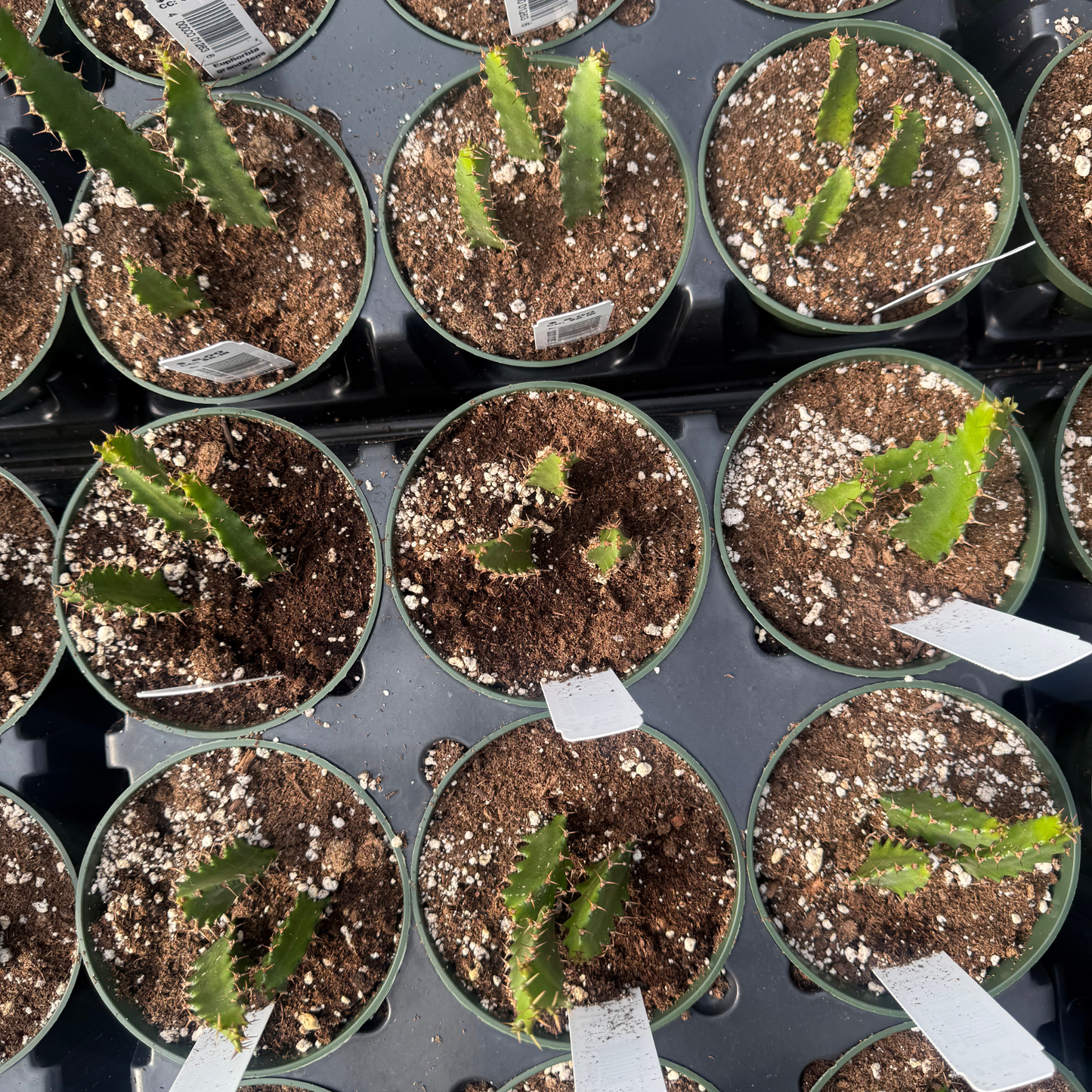 Euphorbia grandidens