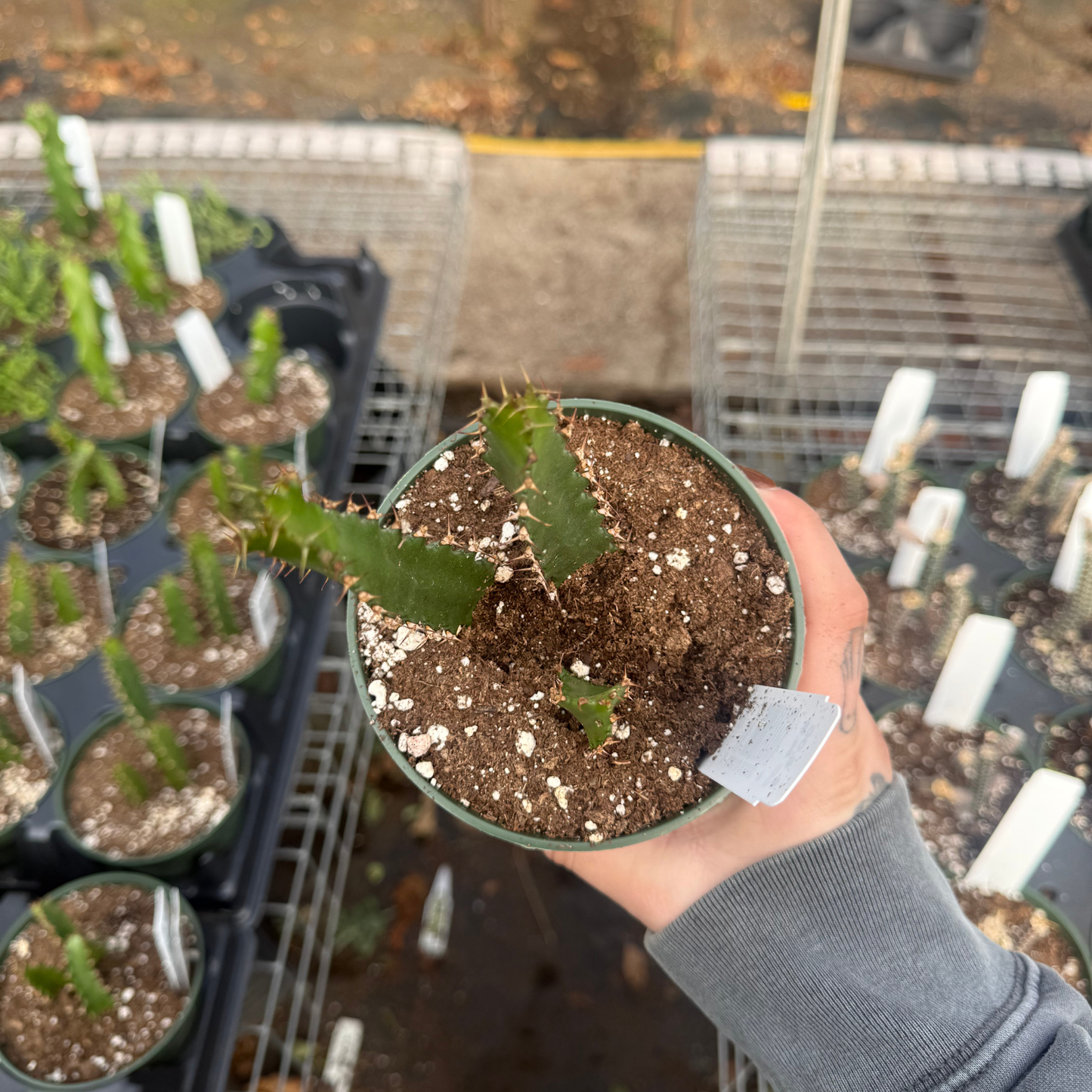 Euphorbia grandidens