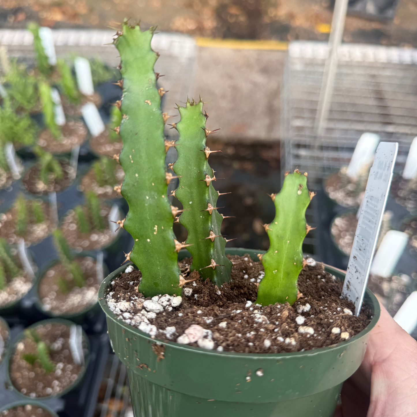 Euphorbia grandidens