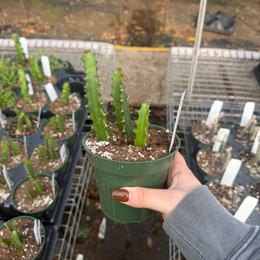 Euphorbia grandidens