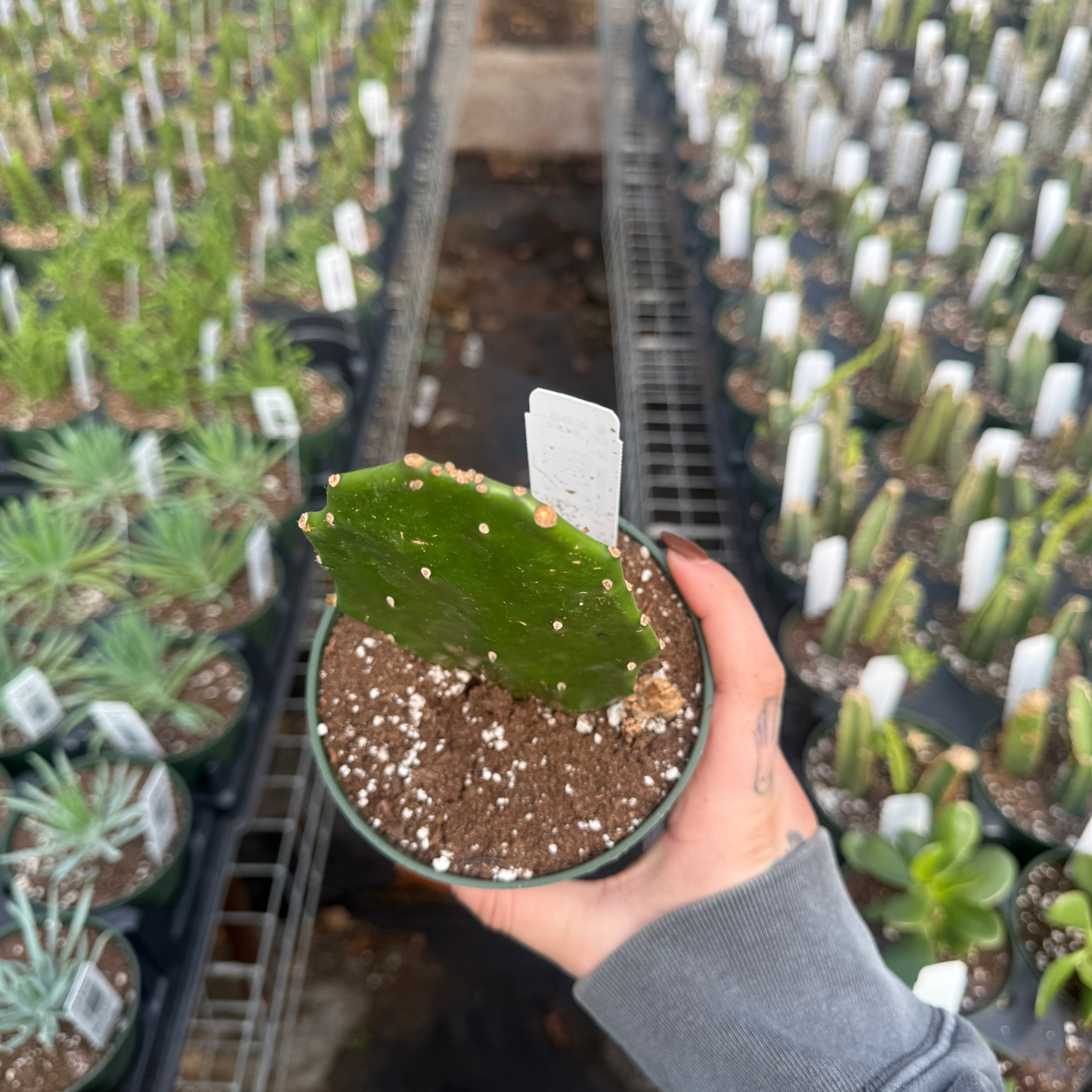 Optunia argentiniana