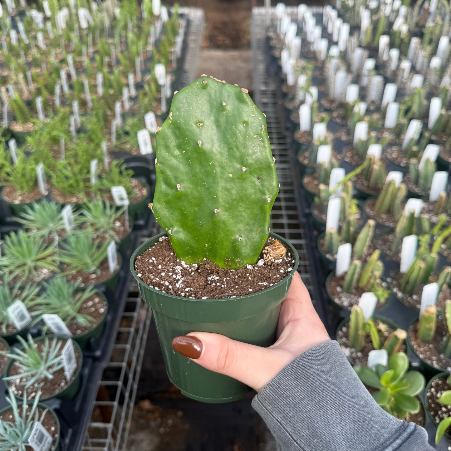 Optunia argentiniana