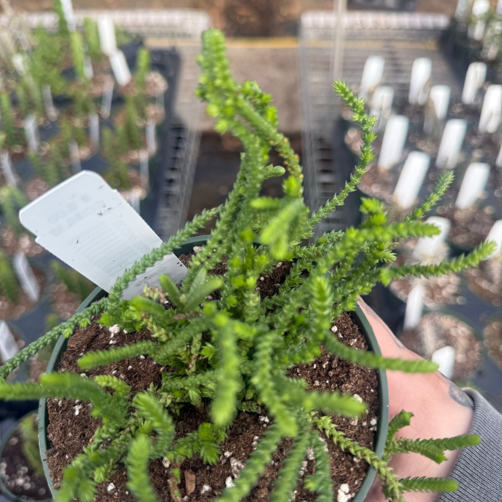 watch chain succulent size Crassula muscosa