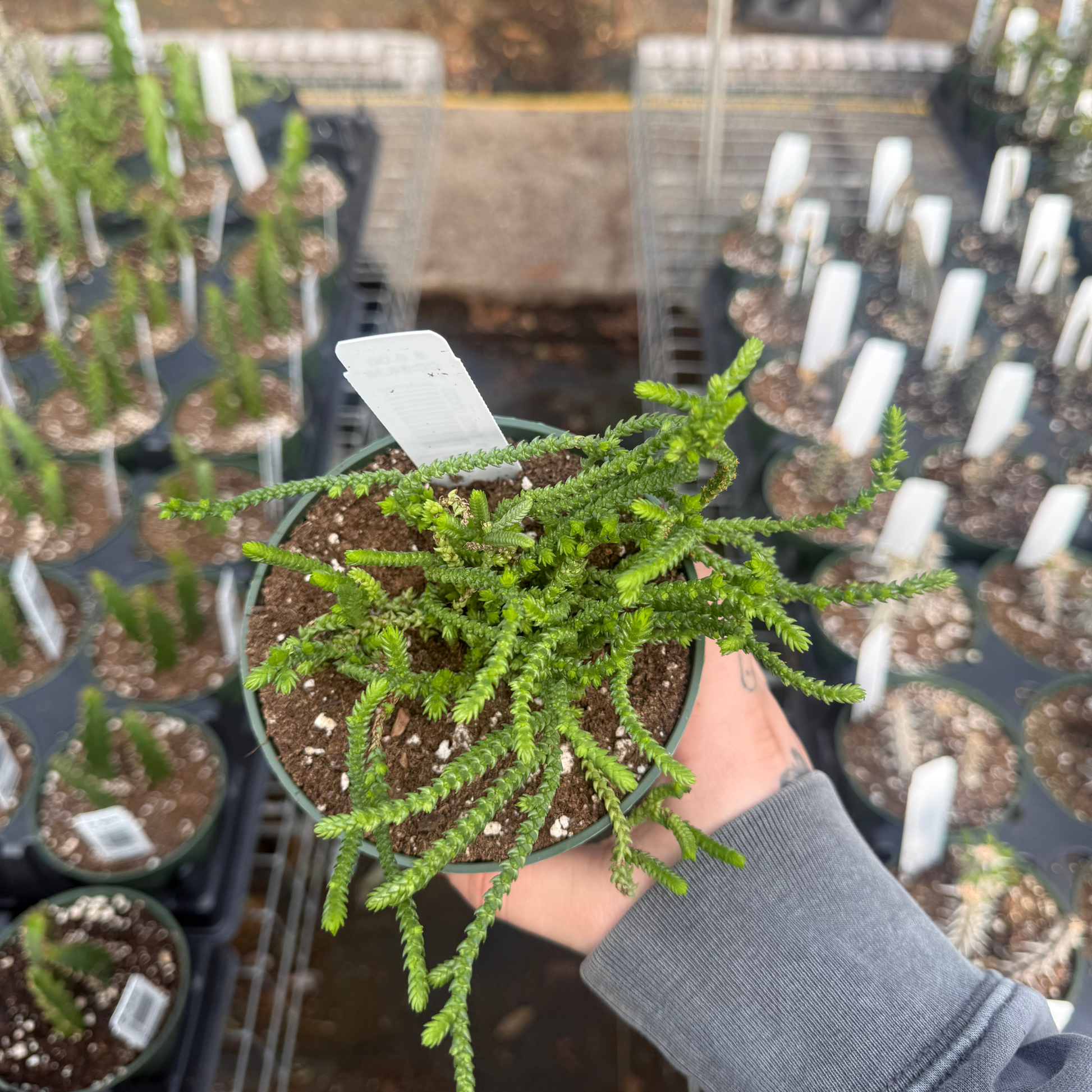 succulent chain plant Crassula muscosa – Fantastic Gardens