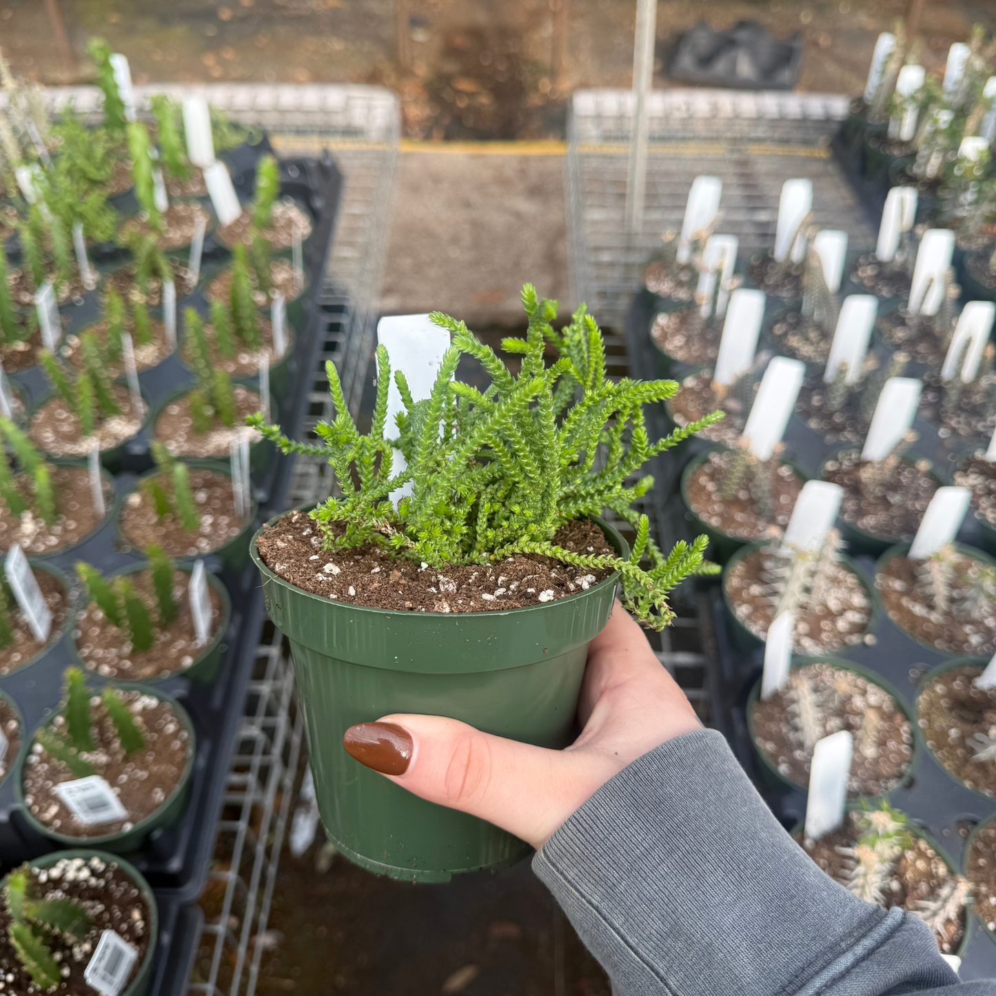 mature succulent plants Crassula muscosa – Fantastic Gardens