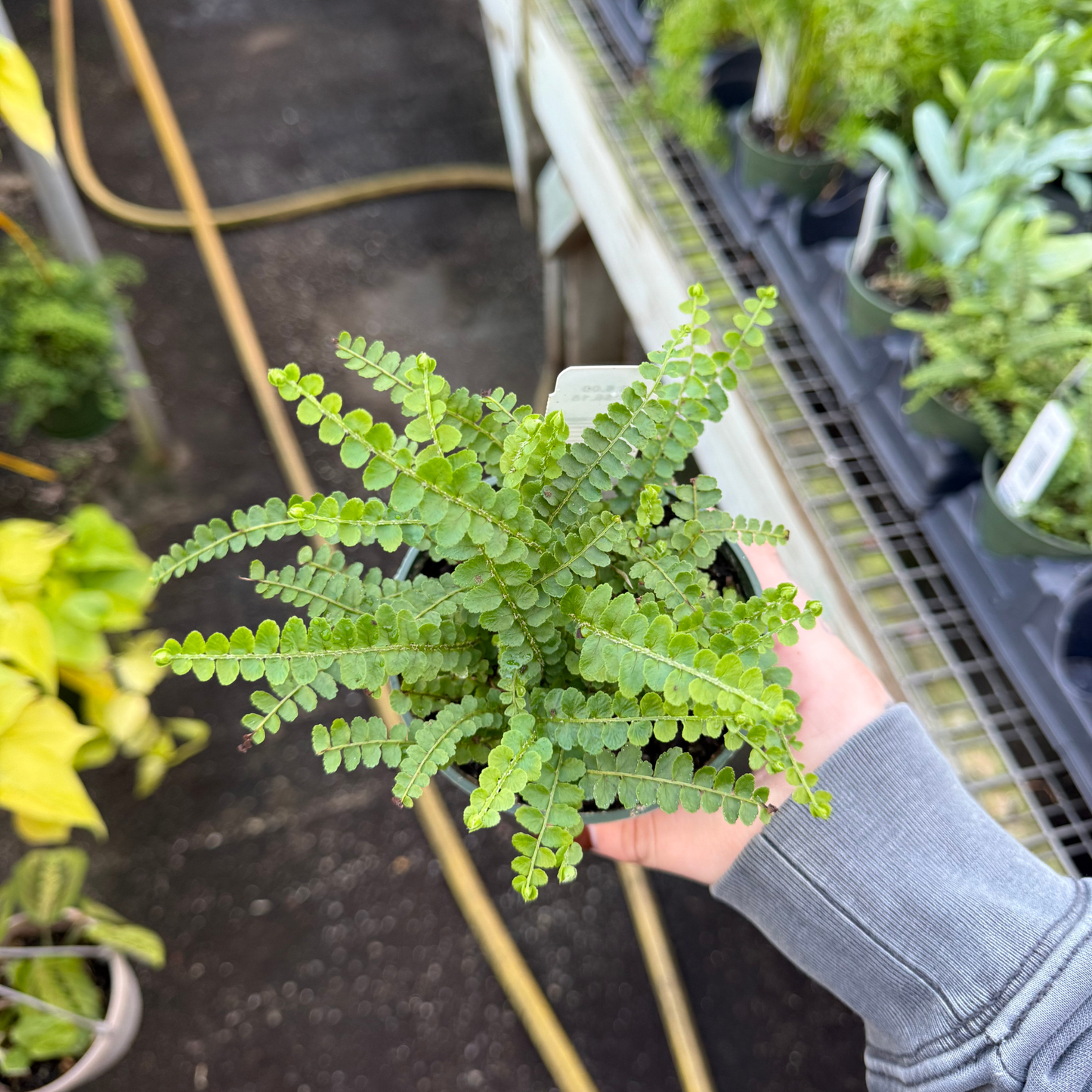 Lemon Button Fern
