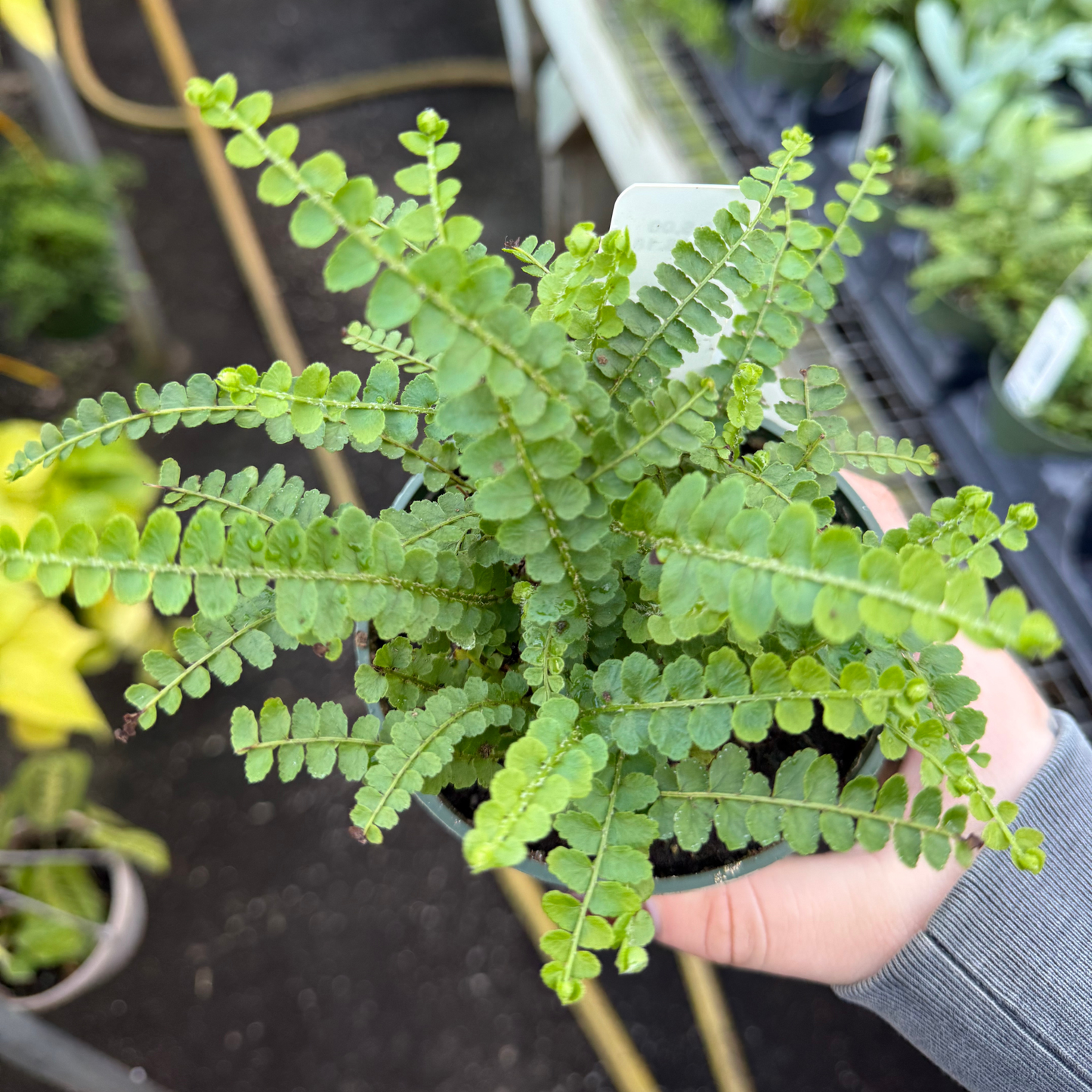 Lemon Button Fern