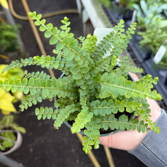 Lemon Button Fern