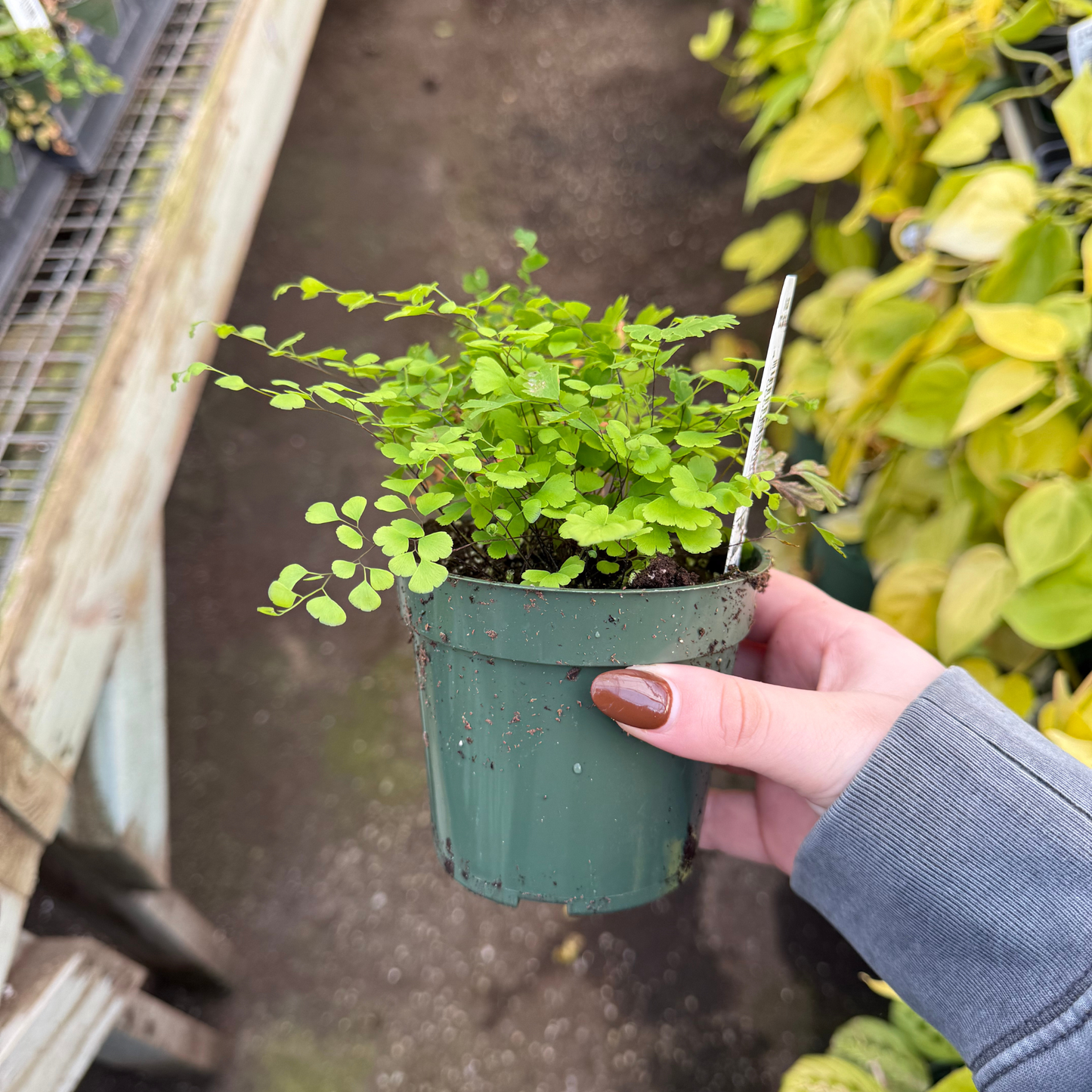 Mairis' Maidenhair Fern
