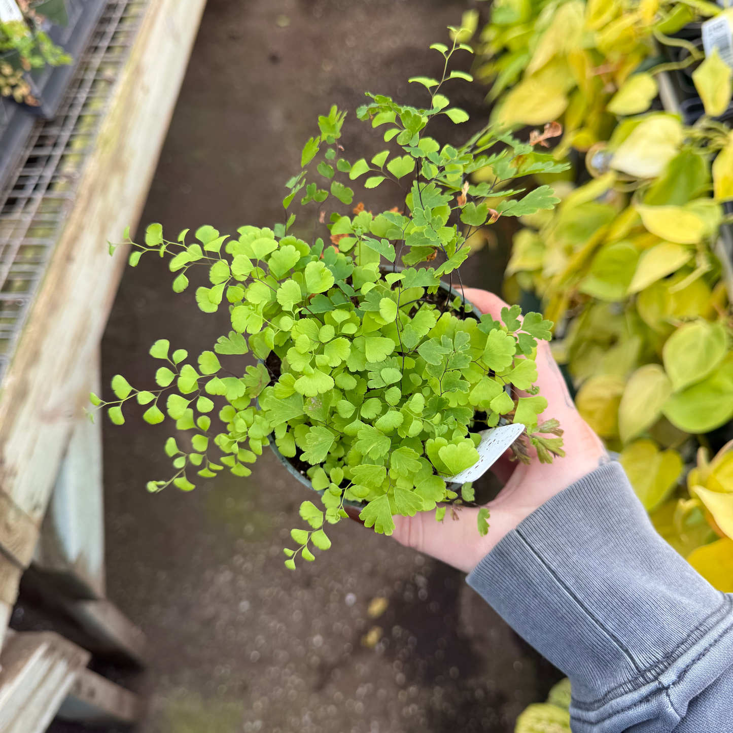 Mairis' Maidenhair Fern