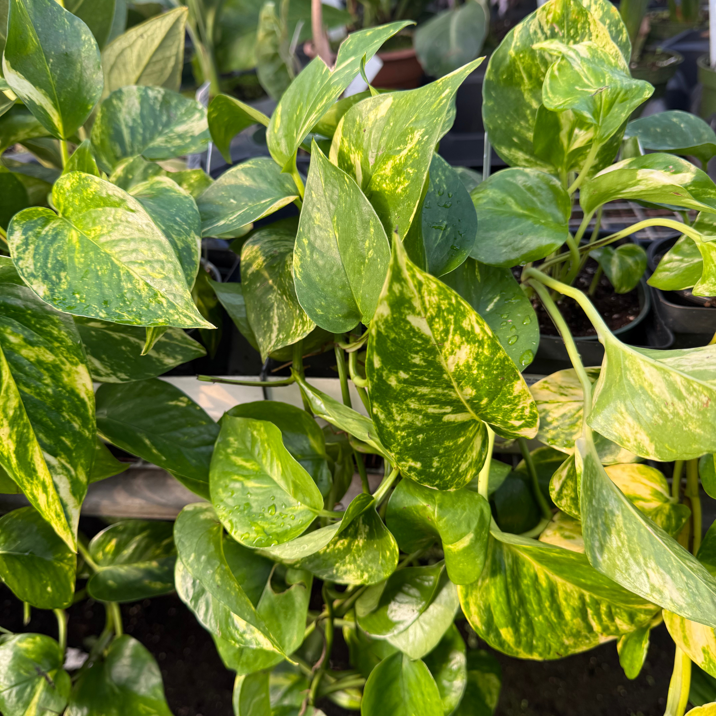 Golden Pothos
