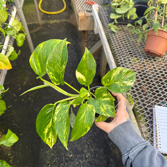 Golden Pothos