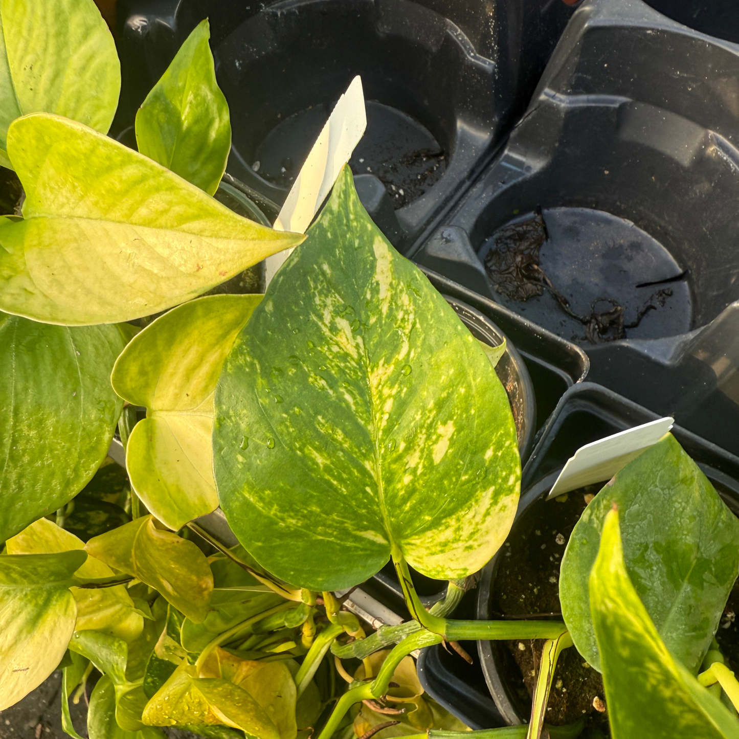 Golden Pothos