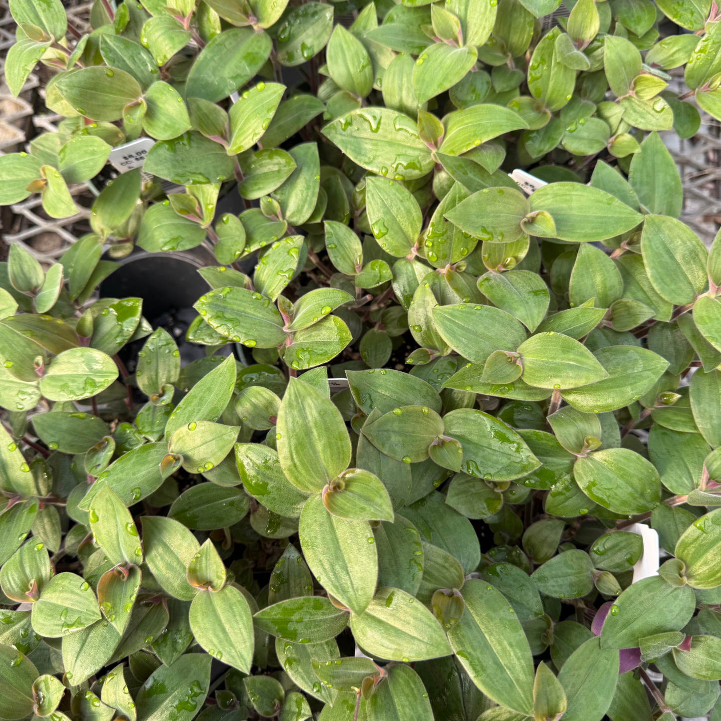 Tradescantia Baby Bunny Bellies