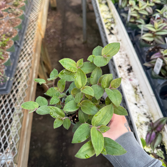 Tradescantia Baby Bunny Bellies