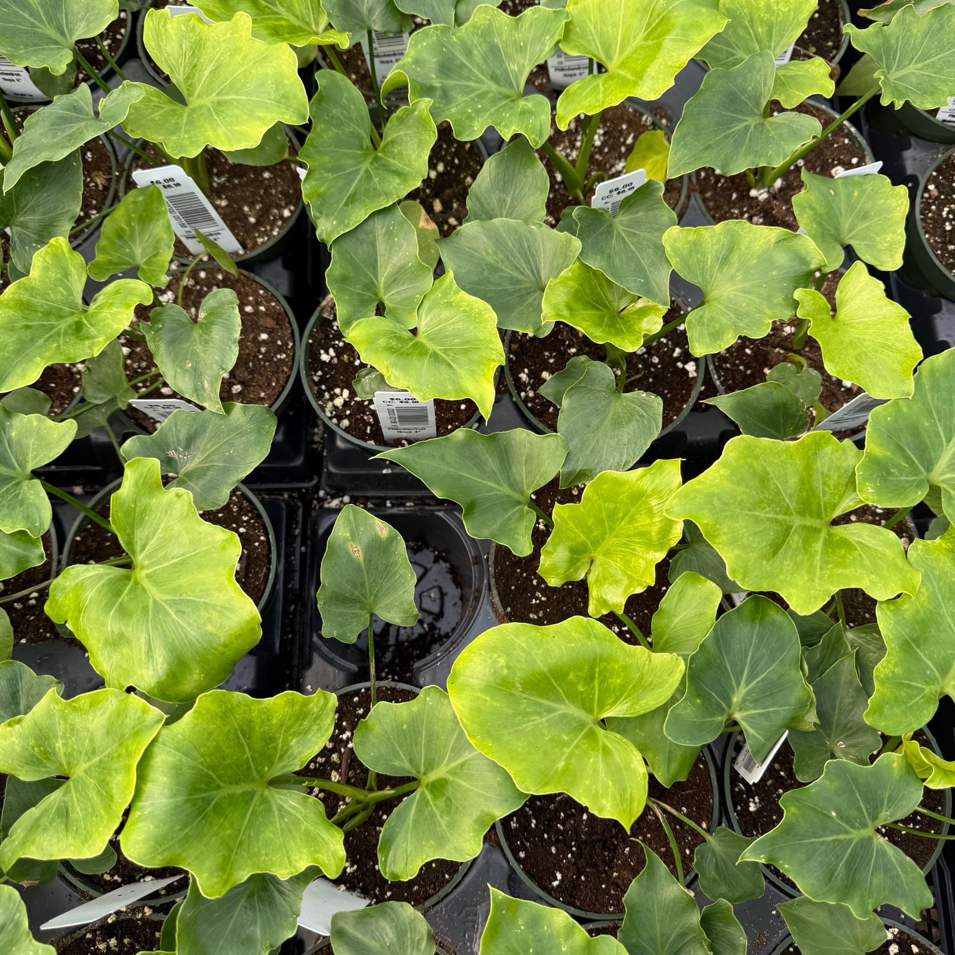 hope philodendron home depot Philodendron Hope – Fantastic Gardens