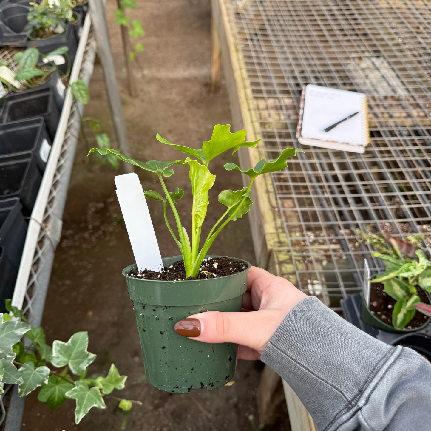 philodendron dwarf hope Philodendron Hope – Fantastic Gardens