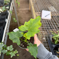 baby hope philodendron Philodendron Hope – Fantastic Gardens