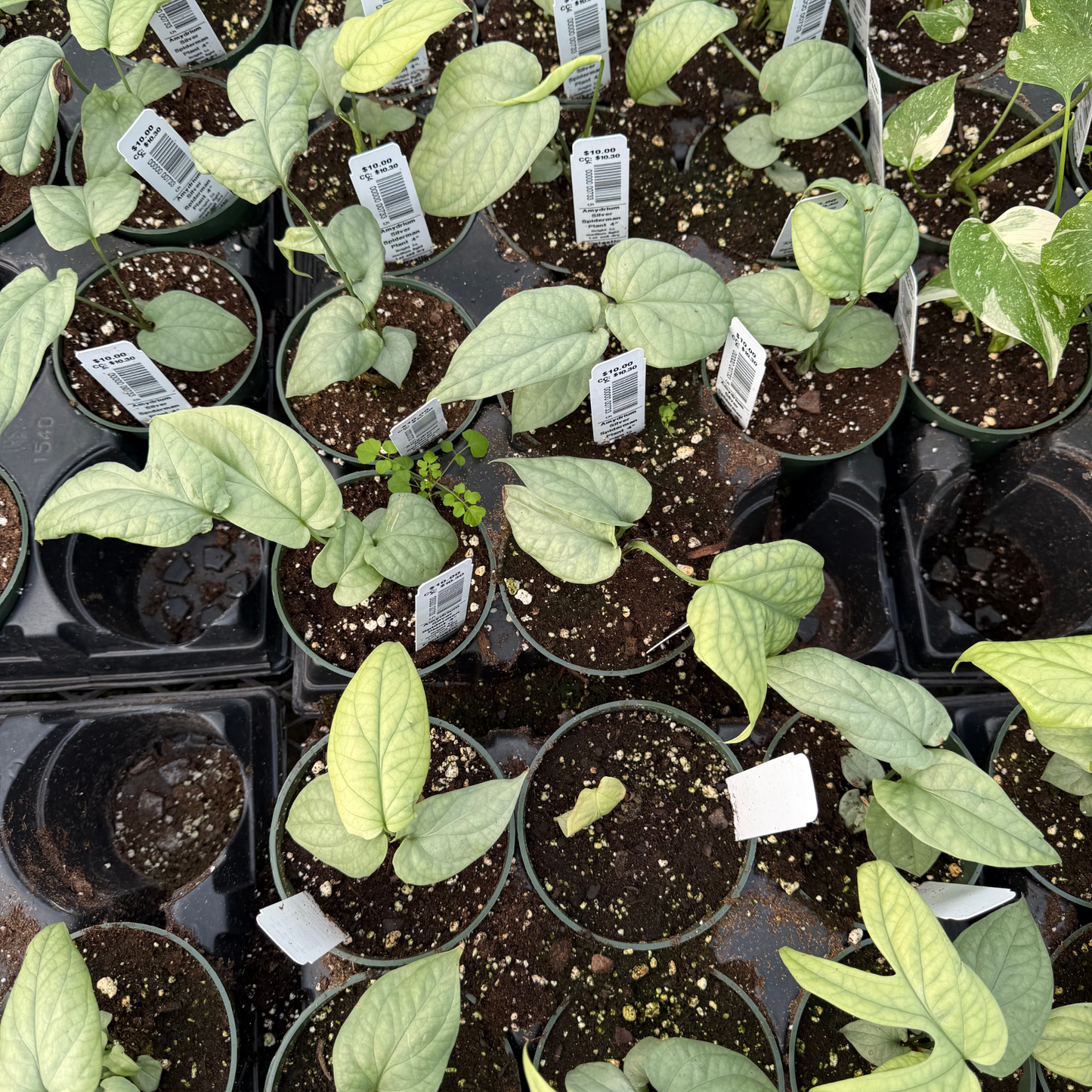 Amydrium Medium Silver