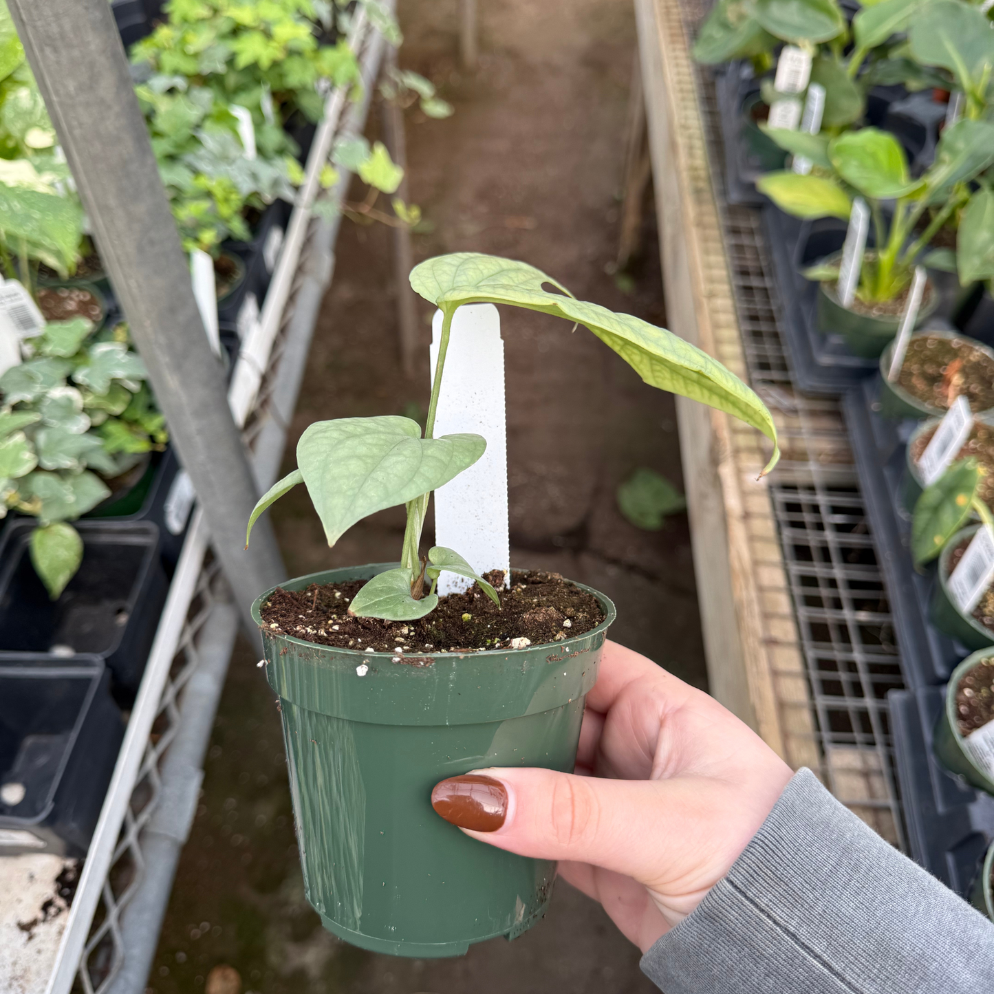 Amydrium Medium Silver