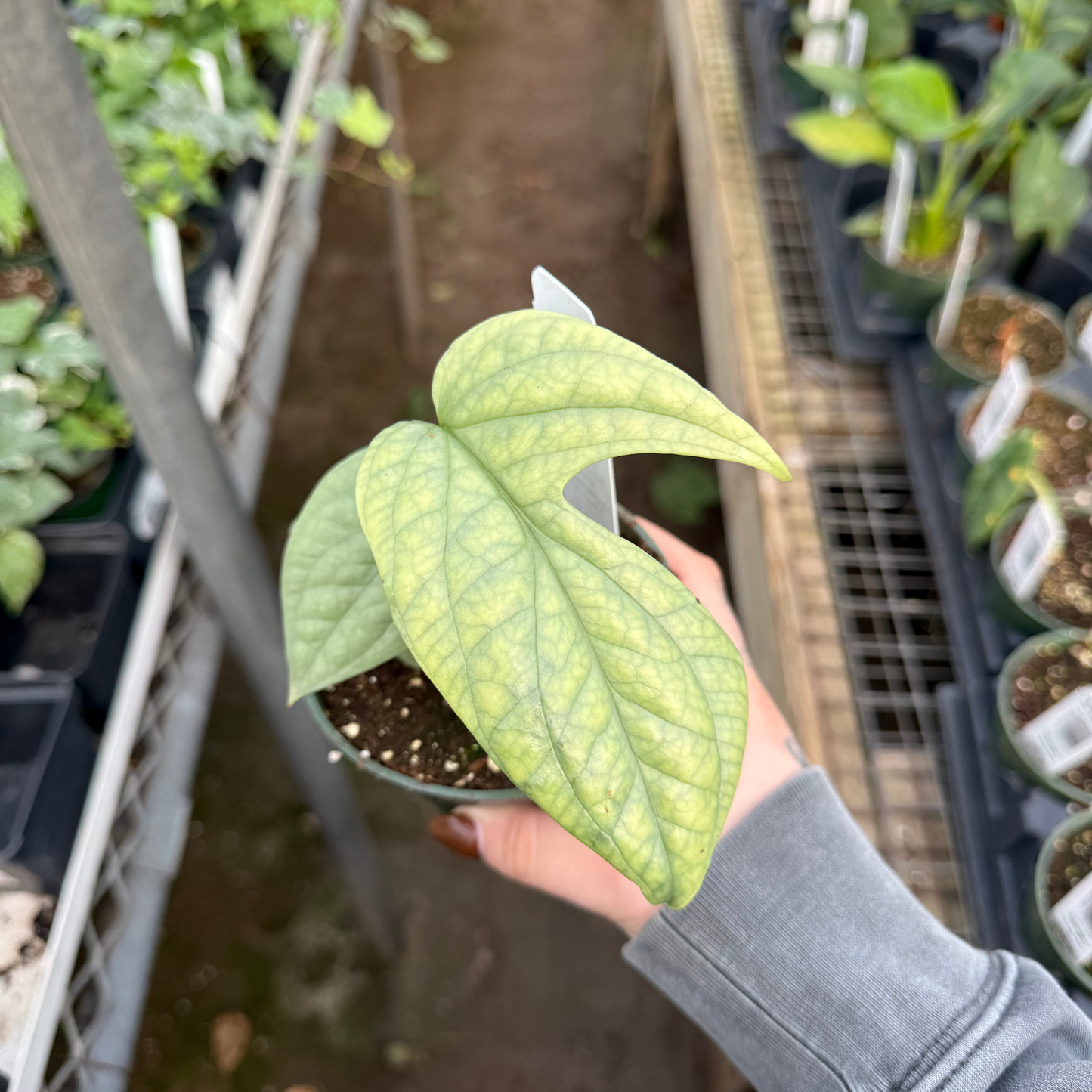 Amydrium Medium Silver