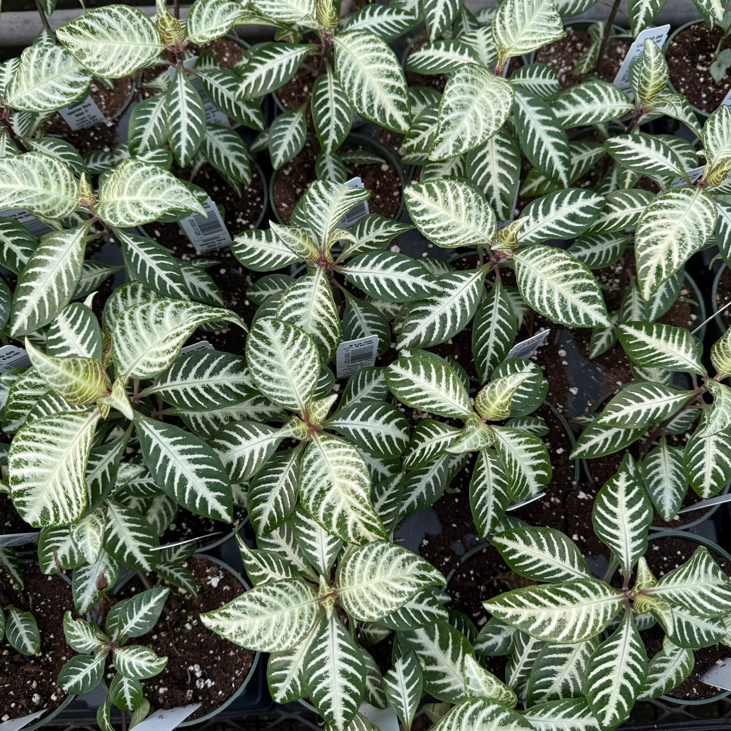 Aphelandra squarrosa 'Snow White'