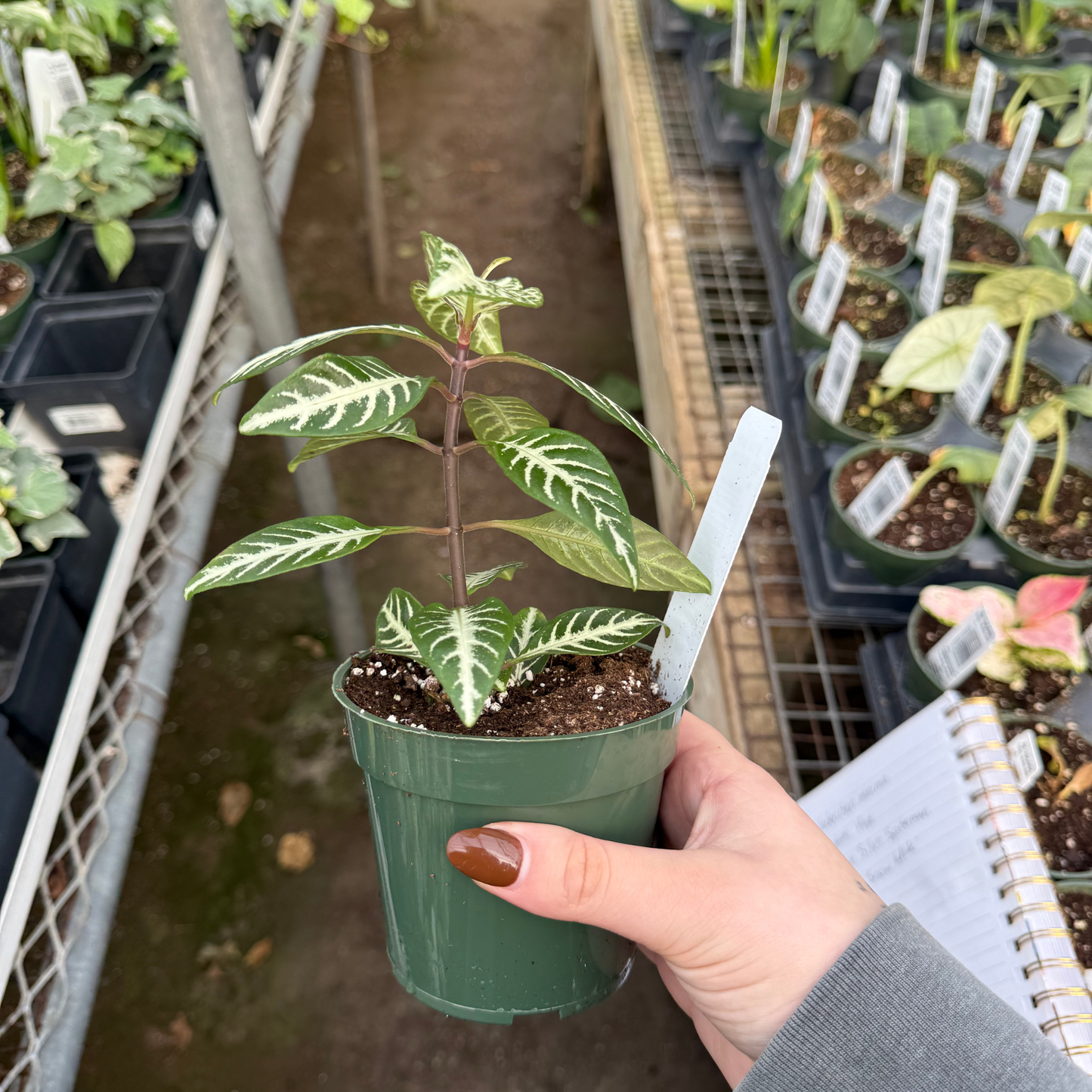 Aphelandra squarrosa 'Snow White'