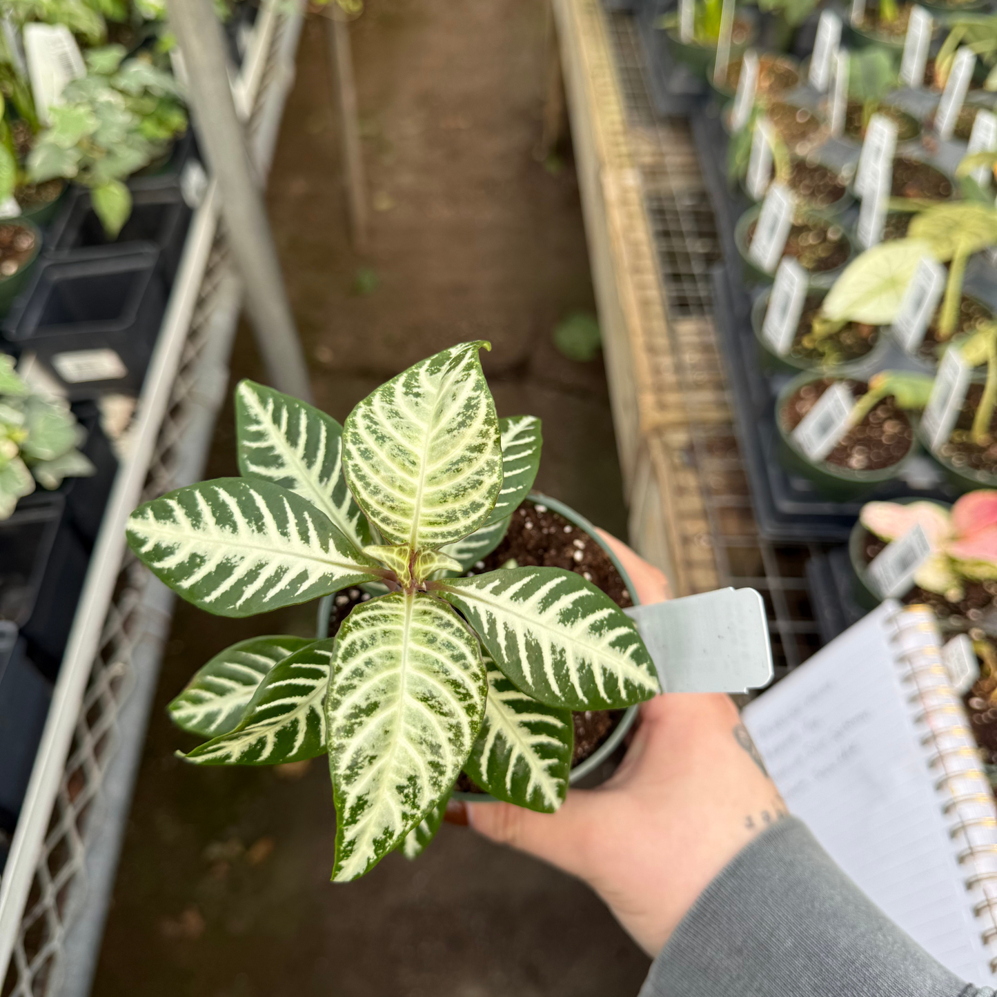Aphelandra squarrosa 'Snow White'