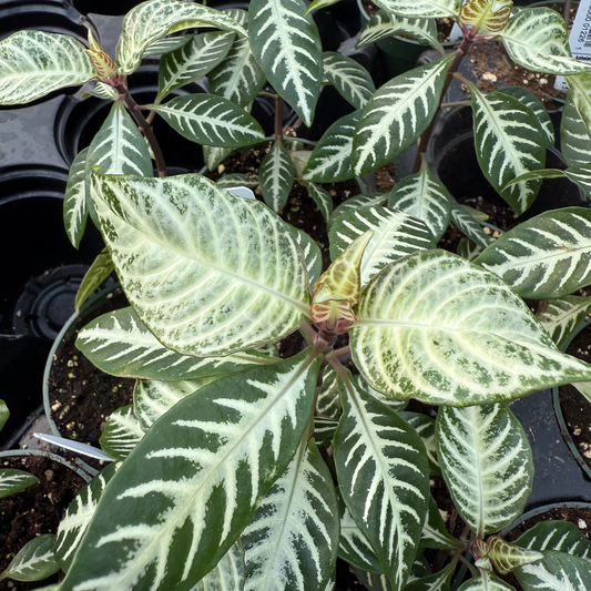 Aphelandra squarrosa 'Snow White'