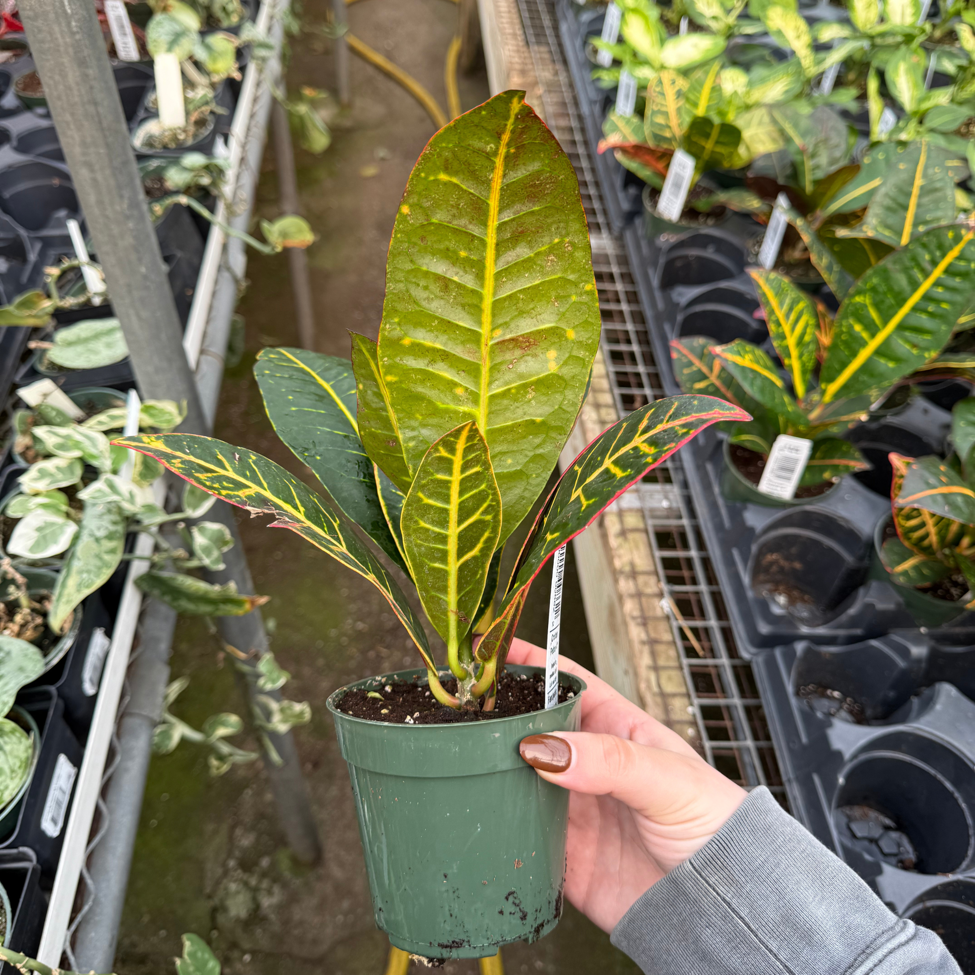 croton potted plant Croton, 4in, Petra