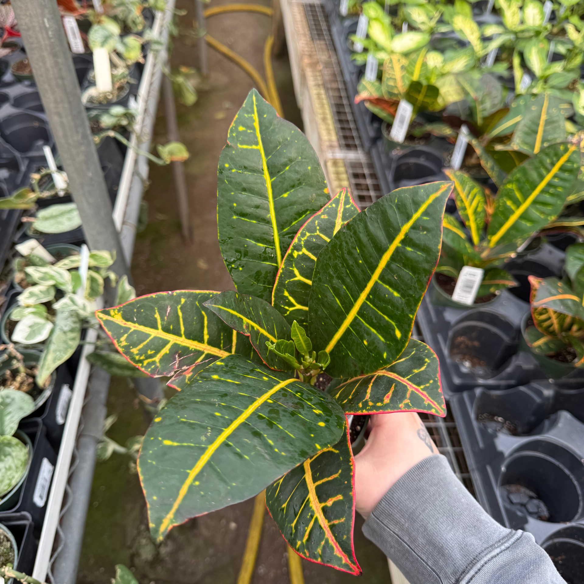 croton petra indoor plant care Croton Petra – Fantastic Gardens