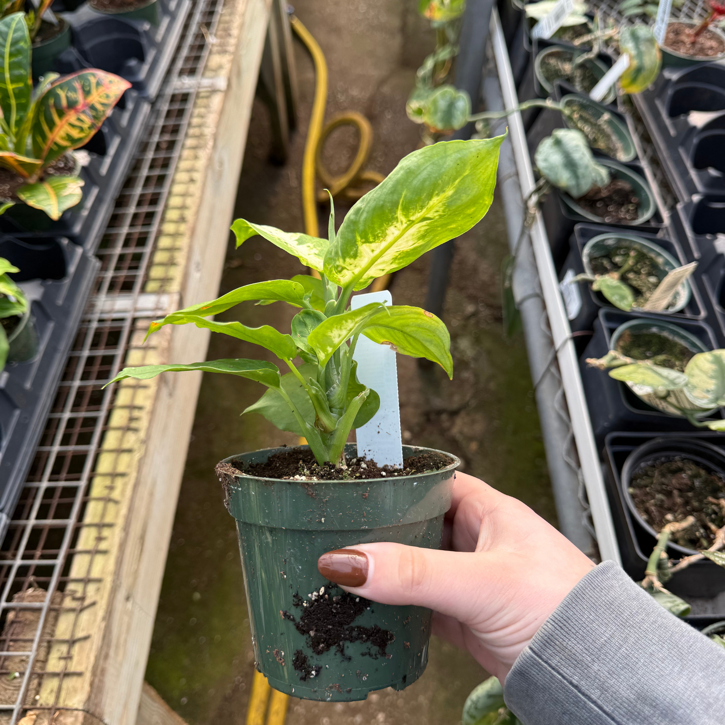 soil for dieffenbachia Dieffenbachia 'Sublime' – Fantastic Gardens