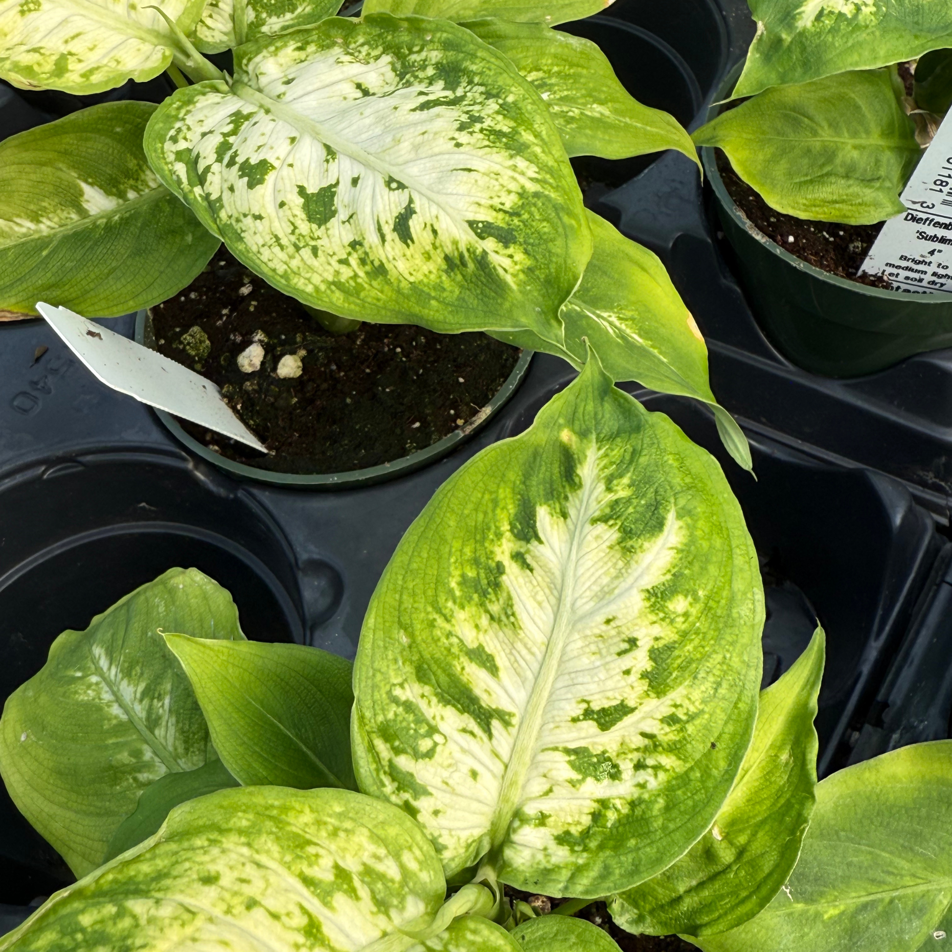 buy dieffenbachia Dieffenbachia 'Sublime' – Fantastic Gardens