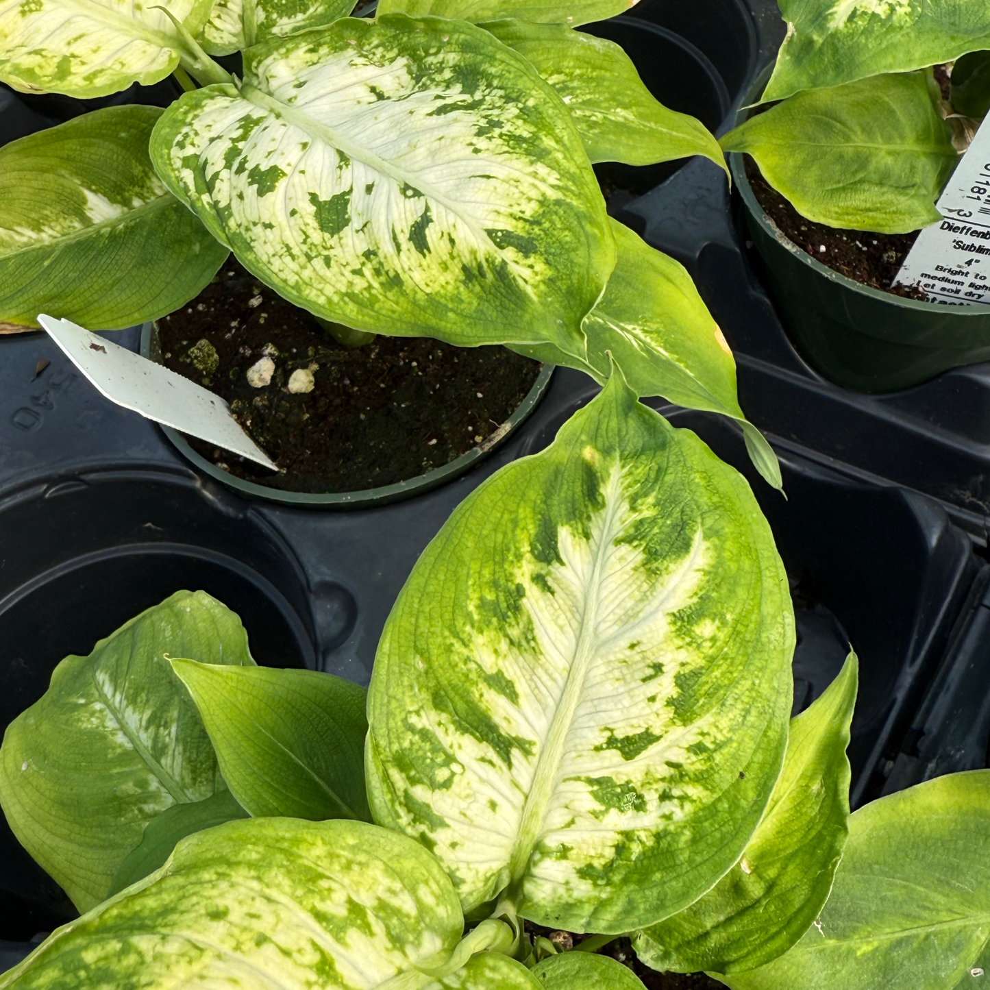 Dieffenbachia 'Sublime'