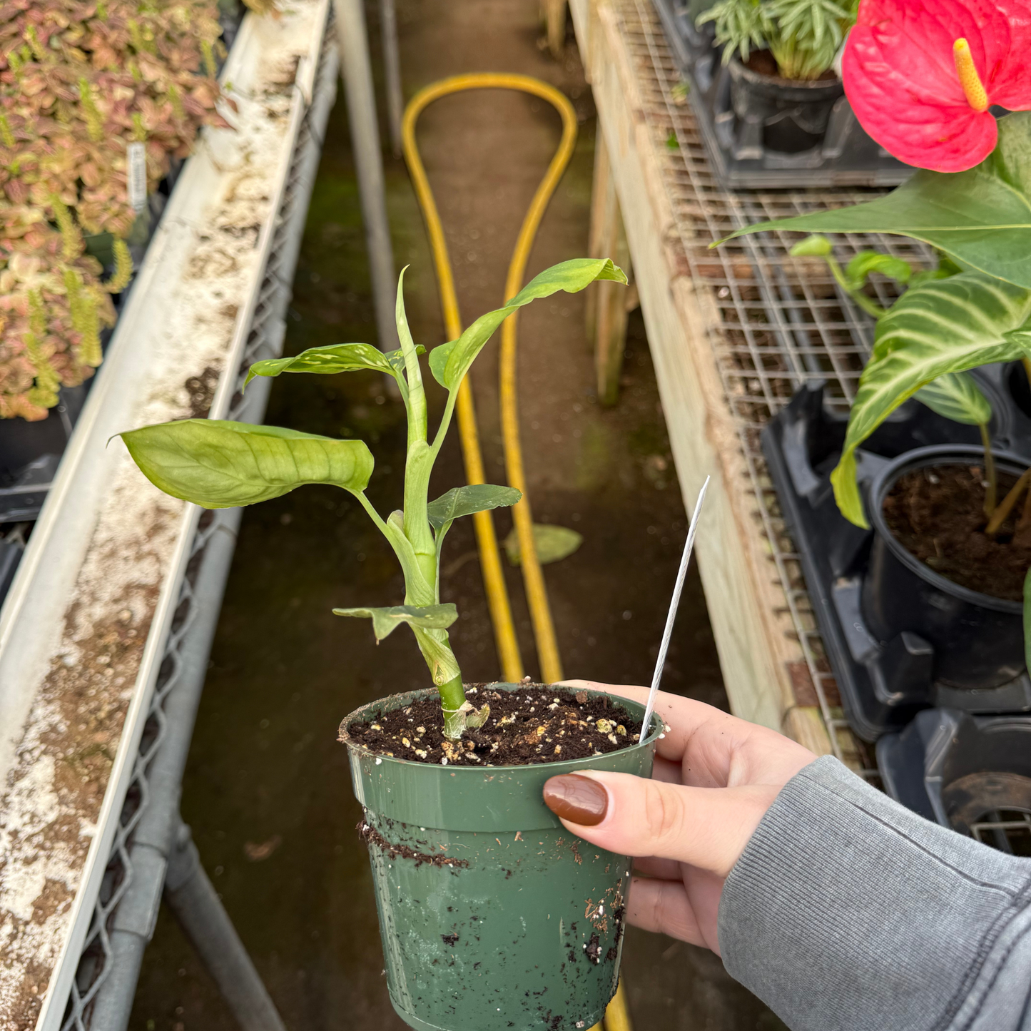 Dieffenbachia 'Reflector'