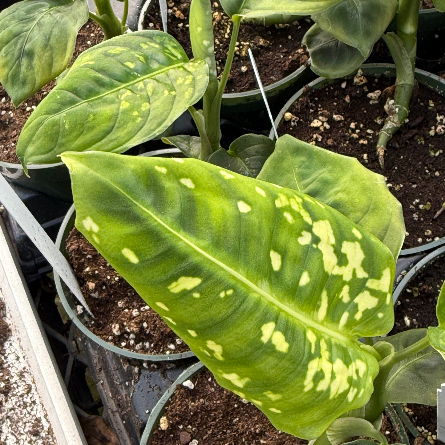 Dieffenbachia 'Reflector'