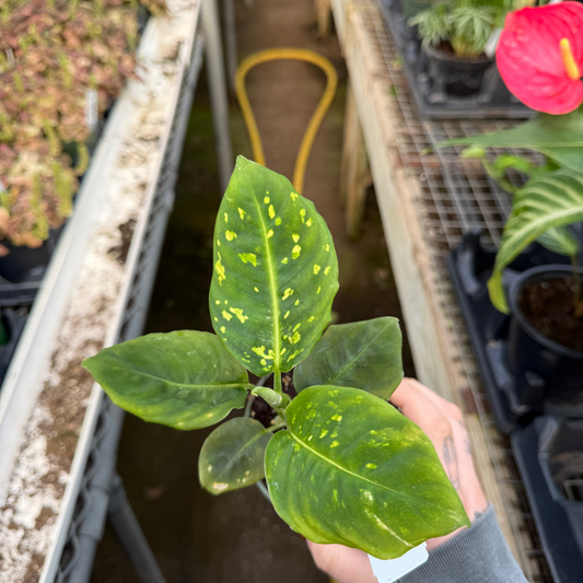 Dieffenbachia 'Reflector'
