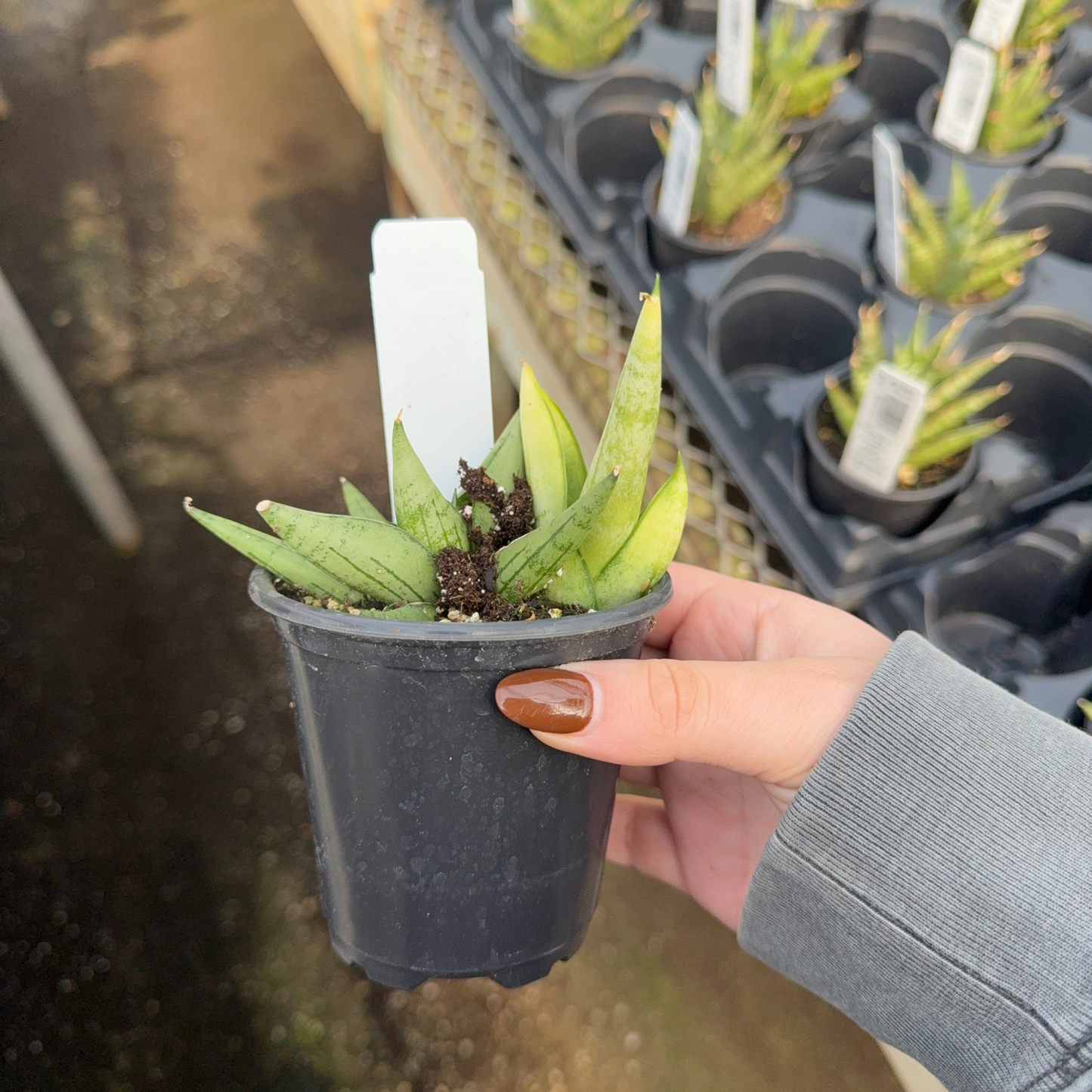 Sansevieria 'Boncel Swirl'