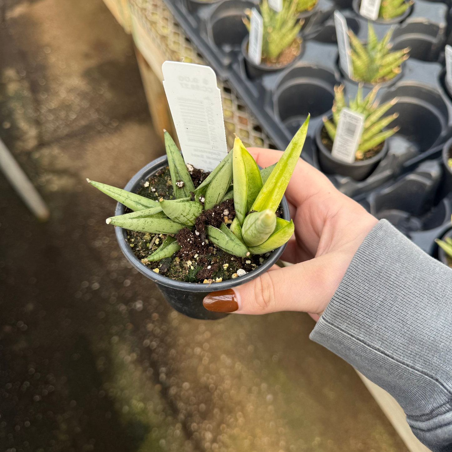 Sansevieria 'Boncel Swirl'