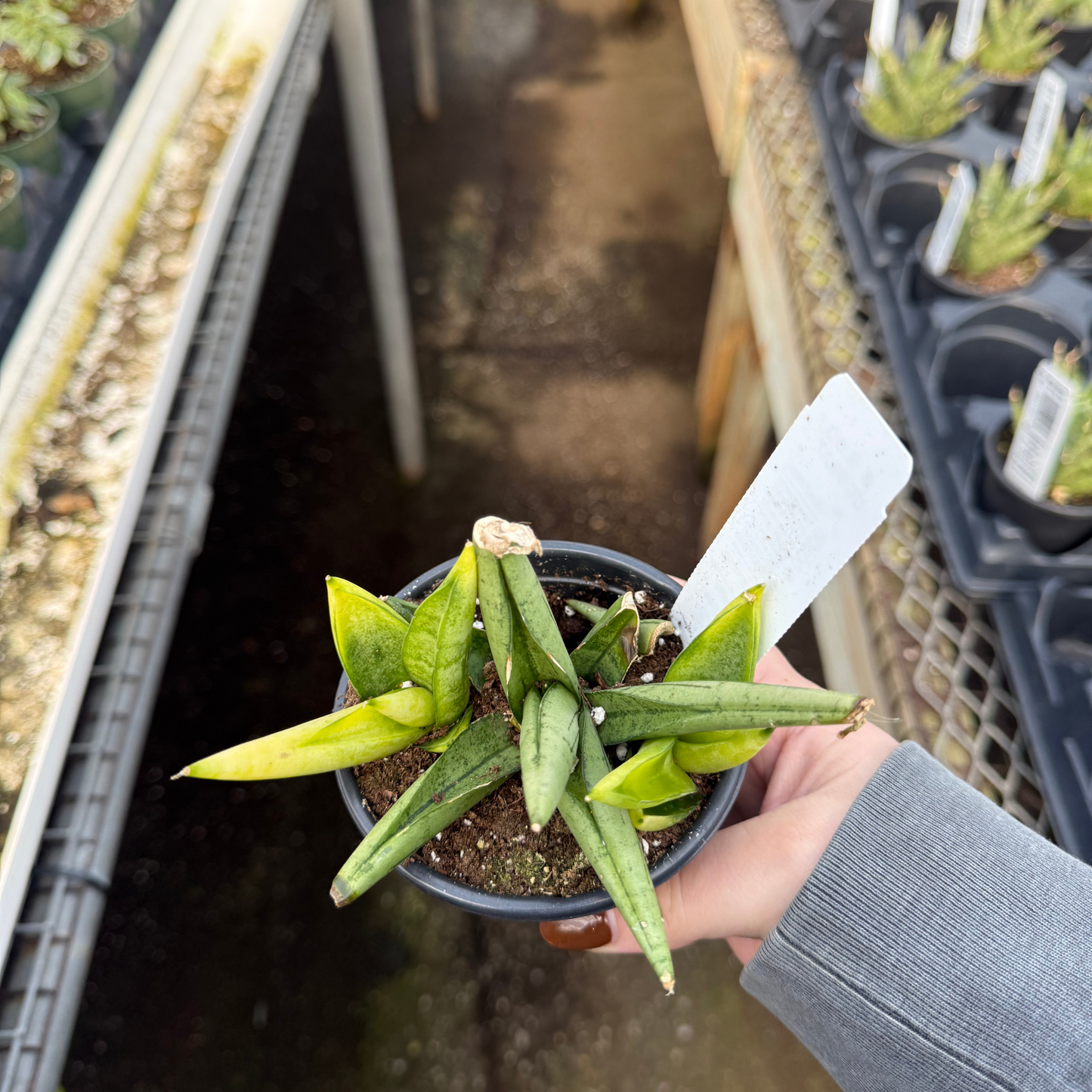 sansevieria boncel plant Sansevieria 'Boncel Swirl' – Fantastic Gardens