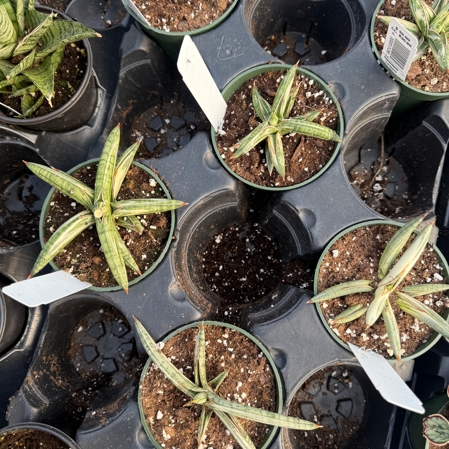 Sansevieria 'Lavarnos Blue Clone Variegated'