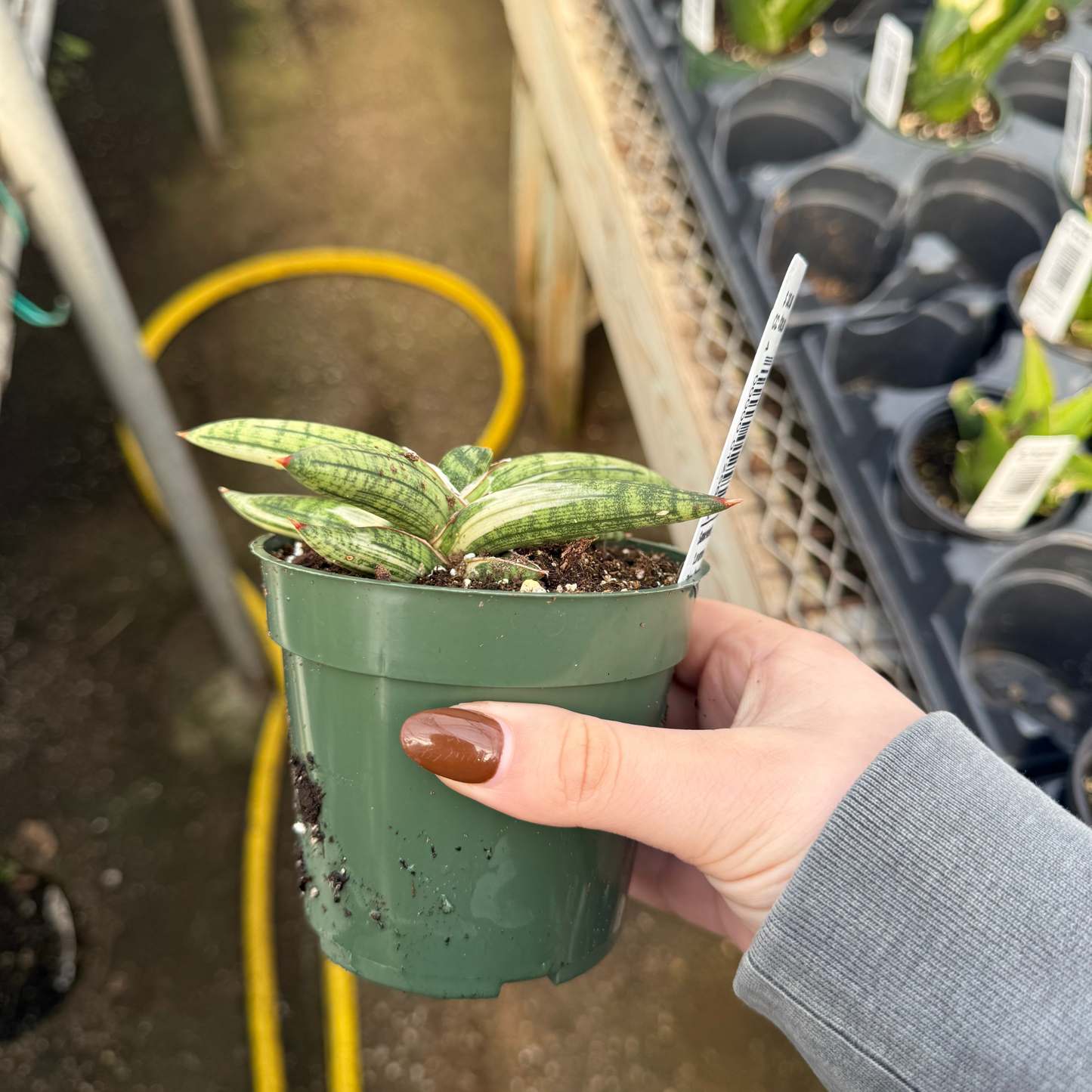 clone snake plant Sansevieria 'Lavarnos Blue Clone Variegated' – Fantastic Gardens