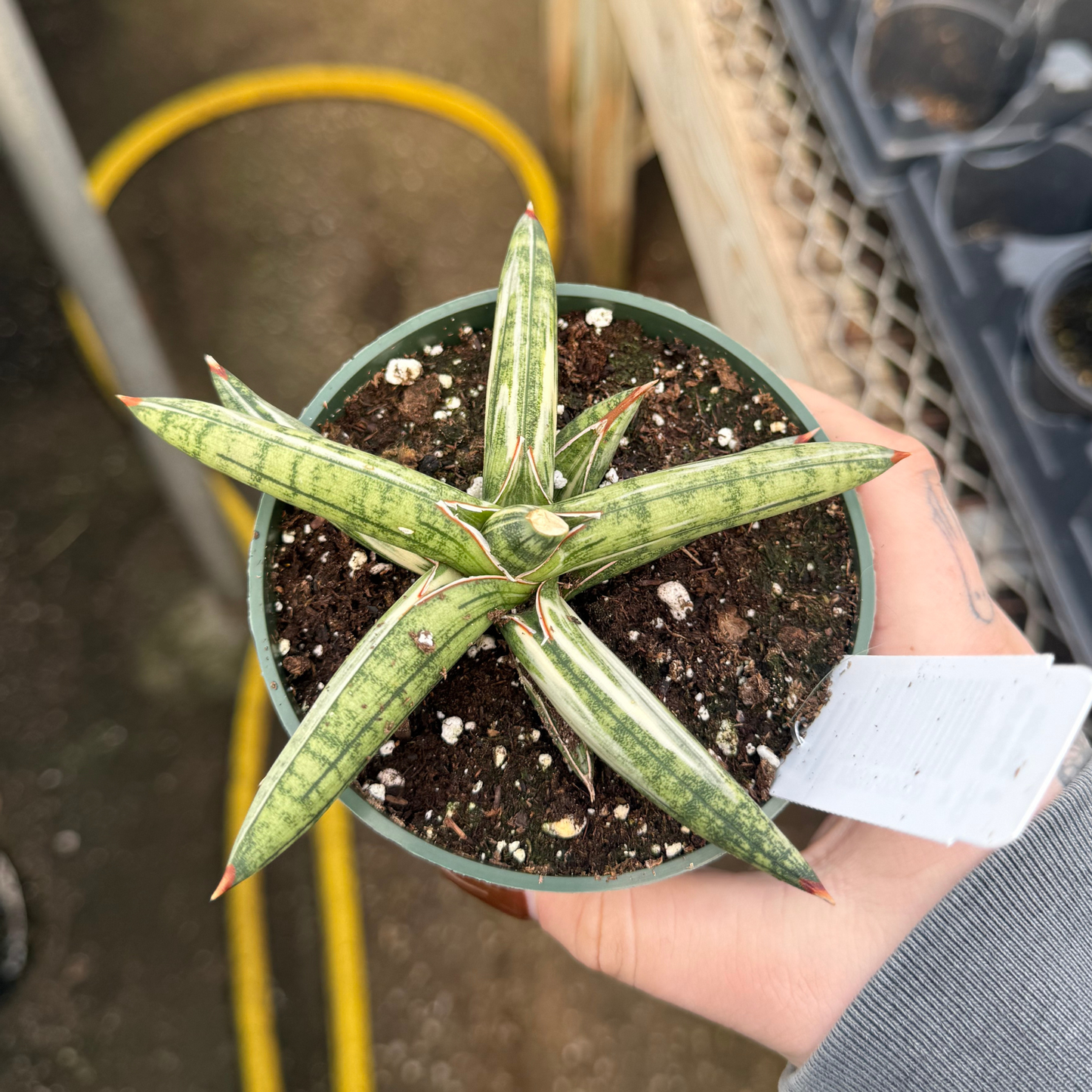 Sansevieria 'Lavarnos Blue Clone Variegated'