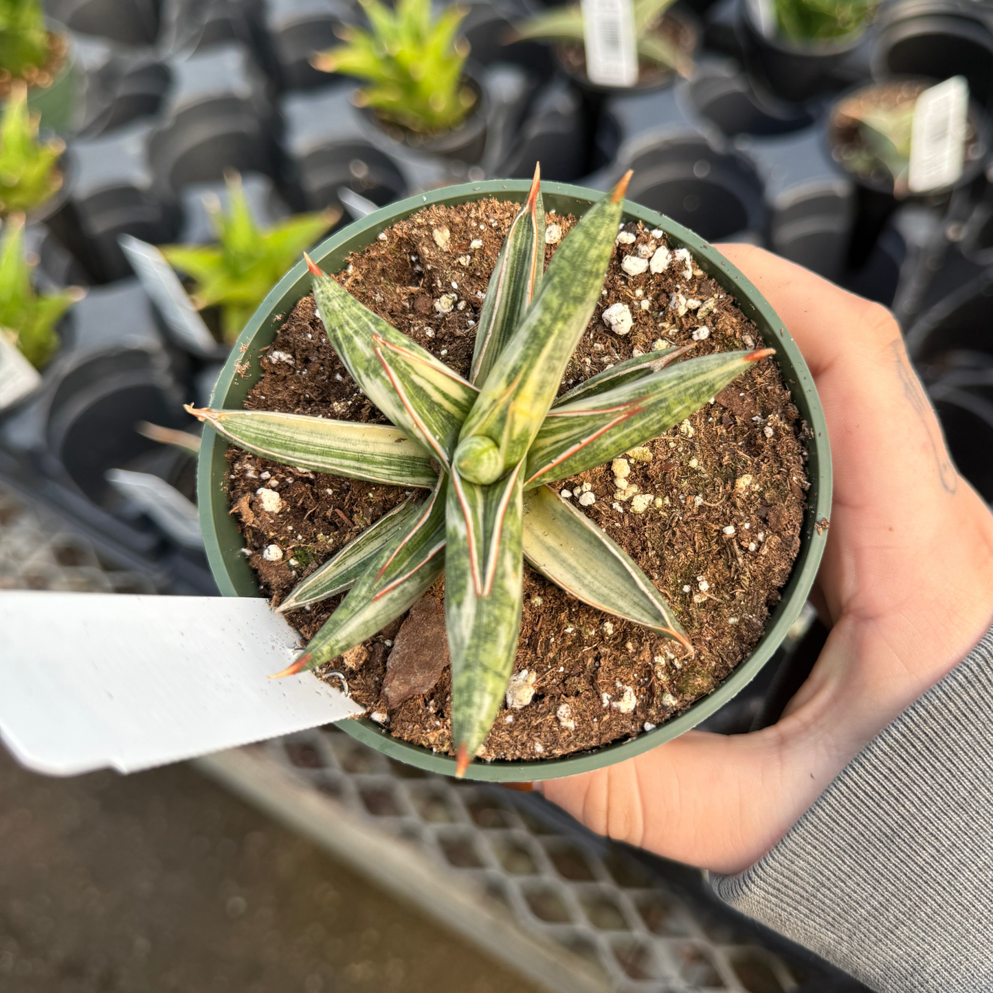 Sansevieria 'Lavarnos Blue Clone Variegated'