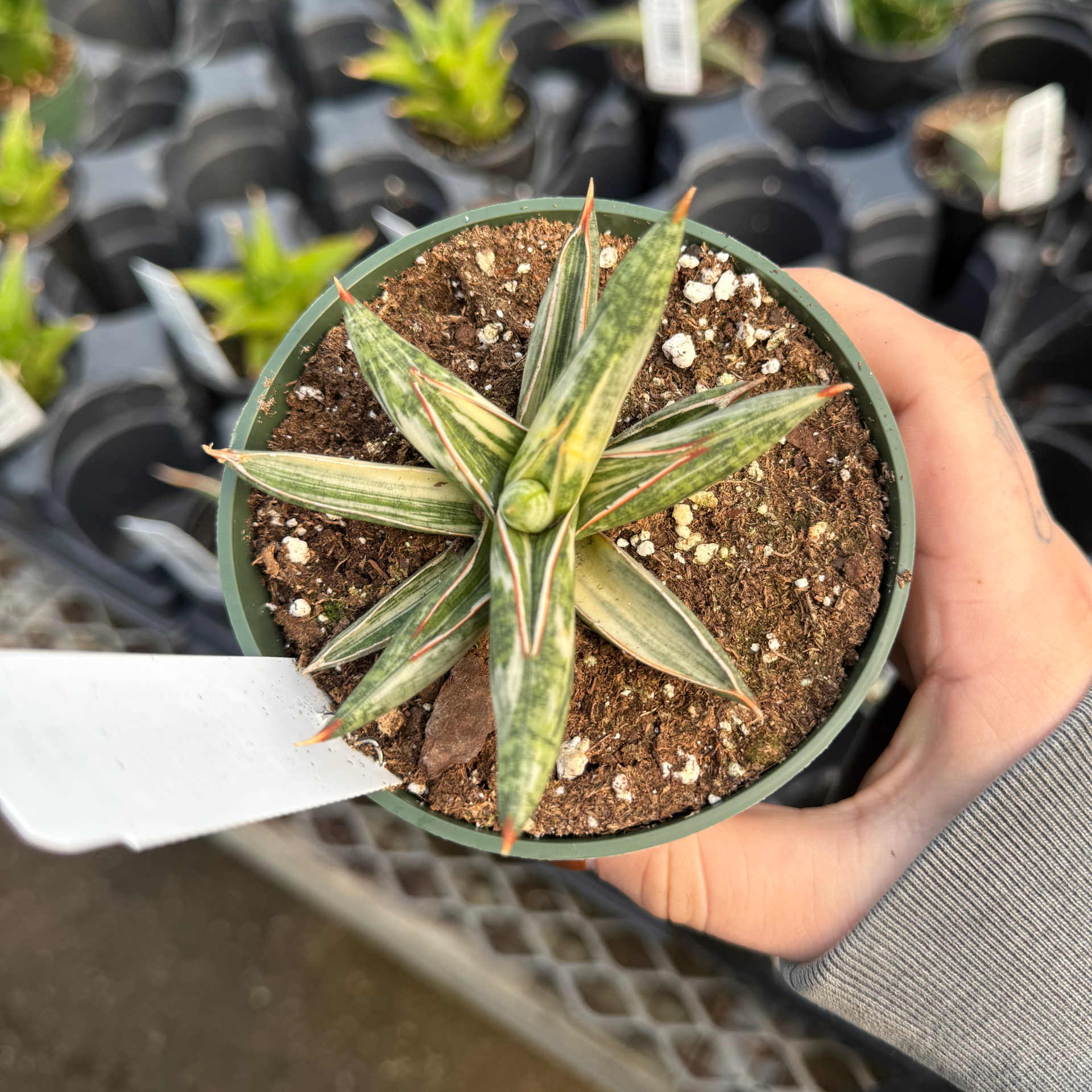 Sansevieria 'Lavarnos Blue Clone Variegated' – Fantastic Gardens