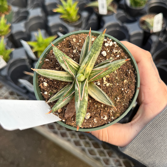 Sansevieria 'Lavarnos Blue Clone Variegated'
